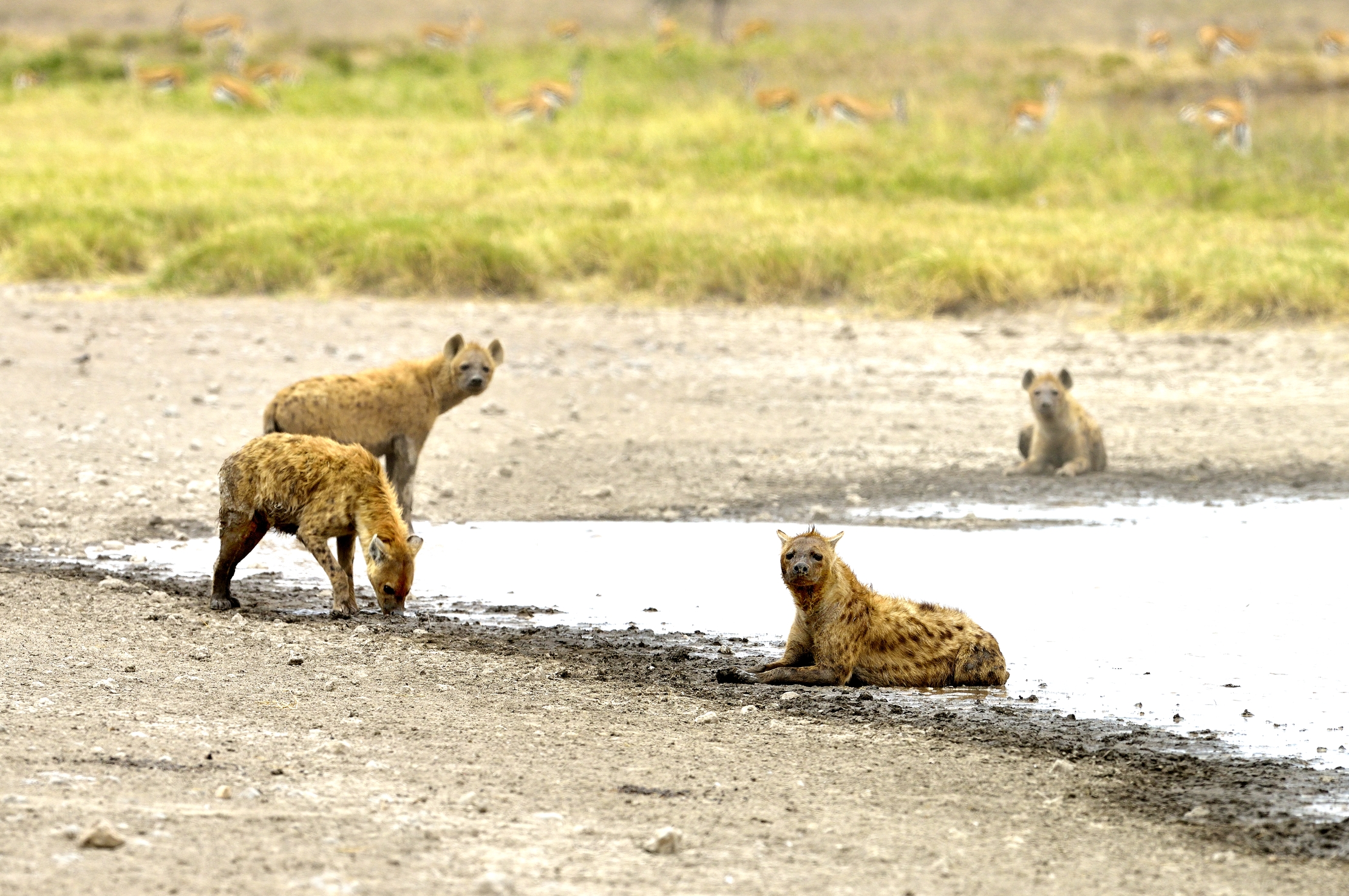 Tanzania 2015 - Iene alla pozza