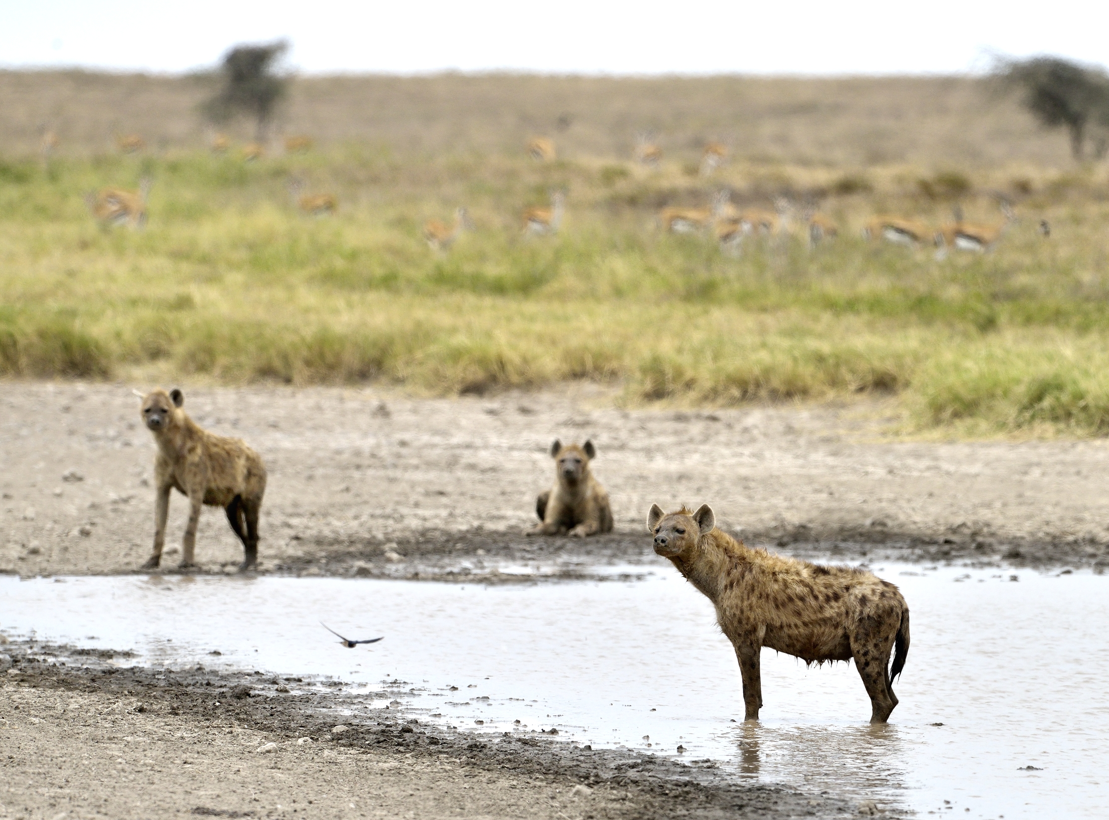Tanzania 2015 - Iene alla pozza