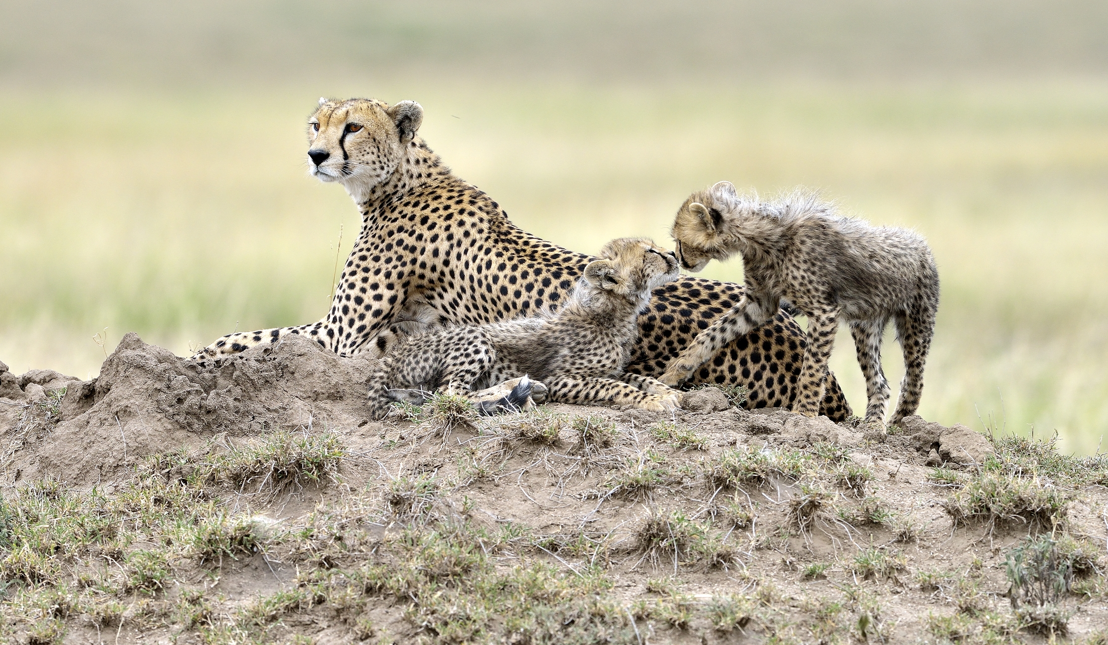 Tanzania 2015 - Sul termitaio