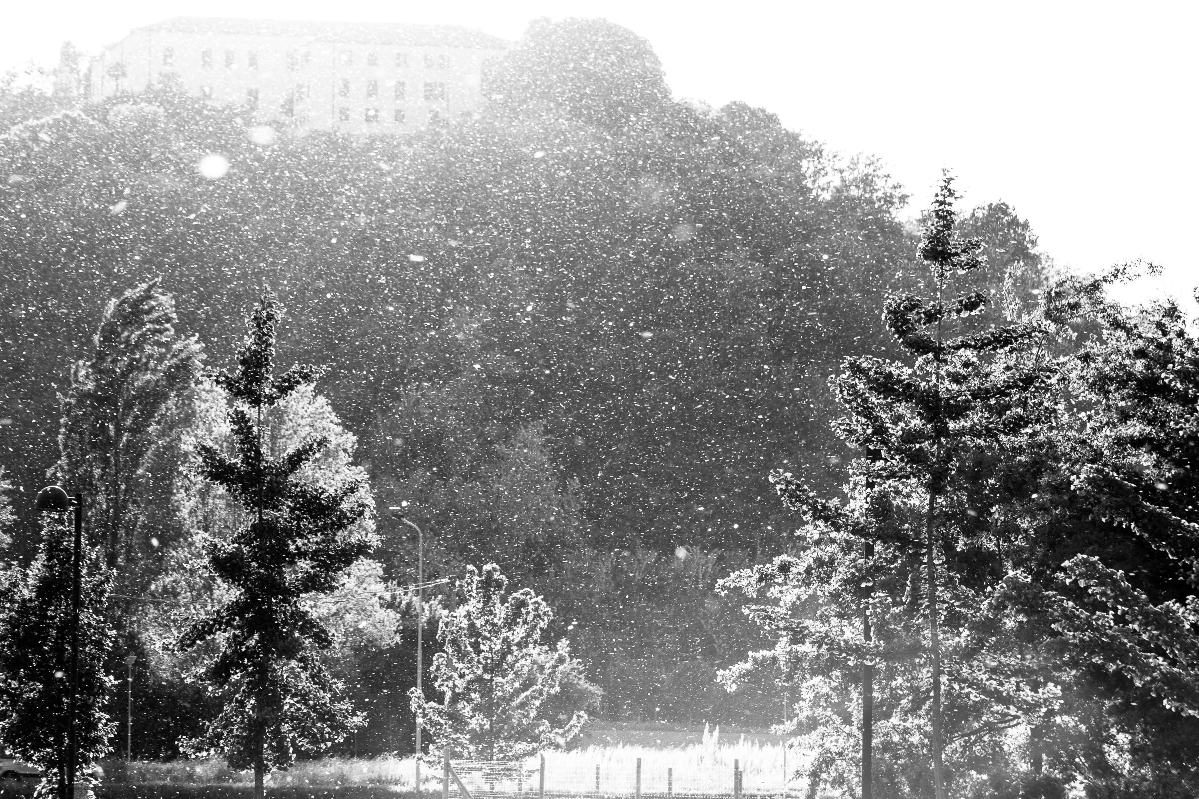 Nevicata di polline!