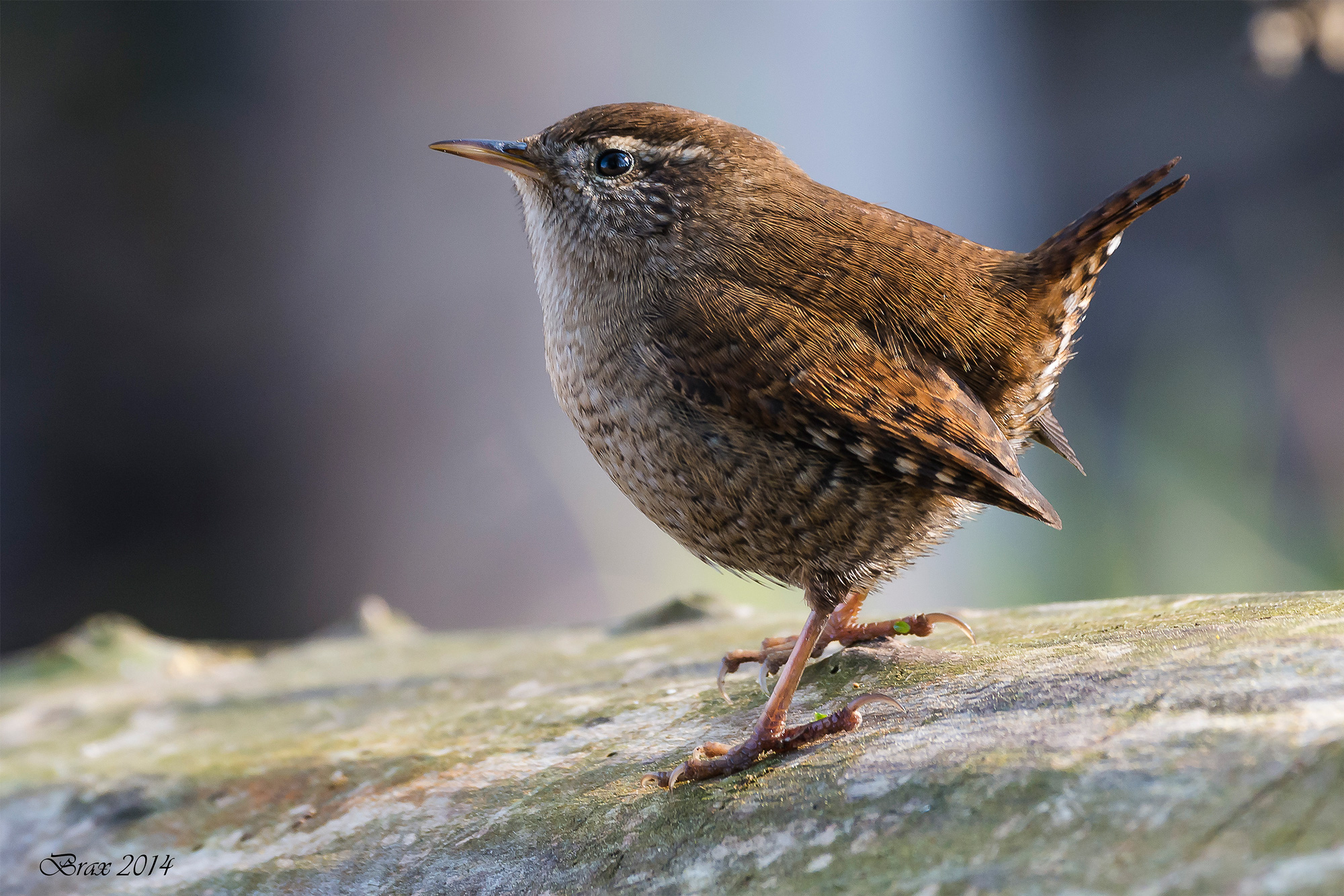 Wren