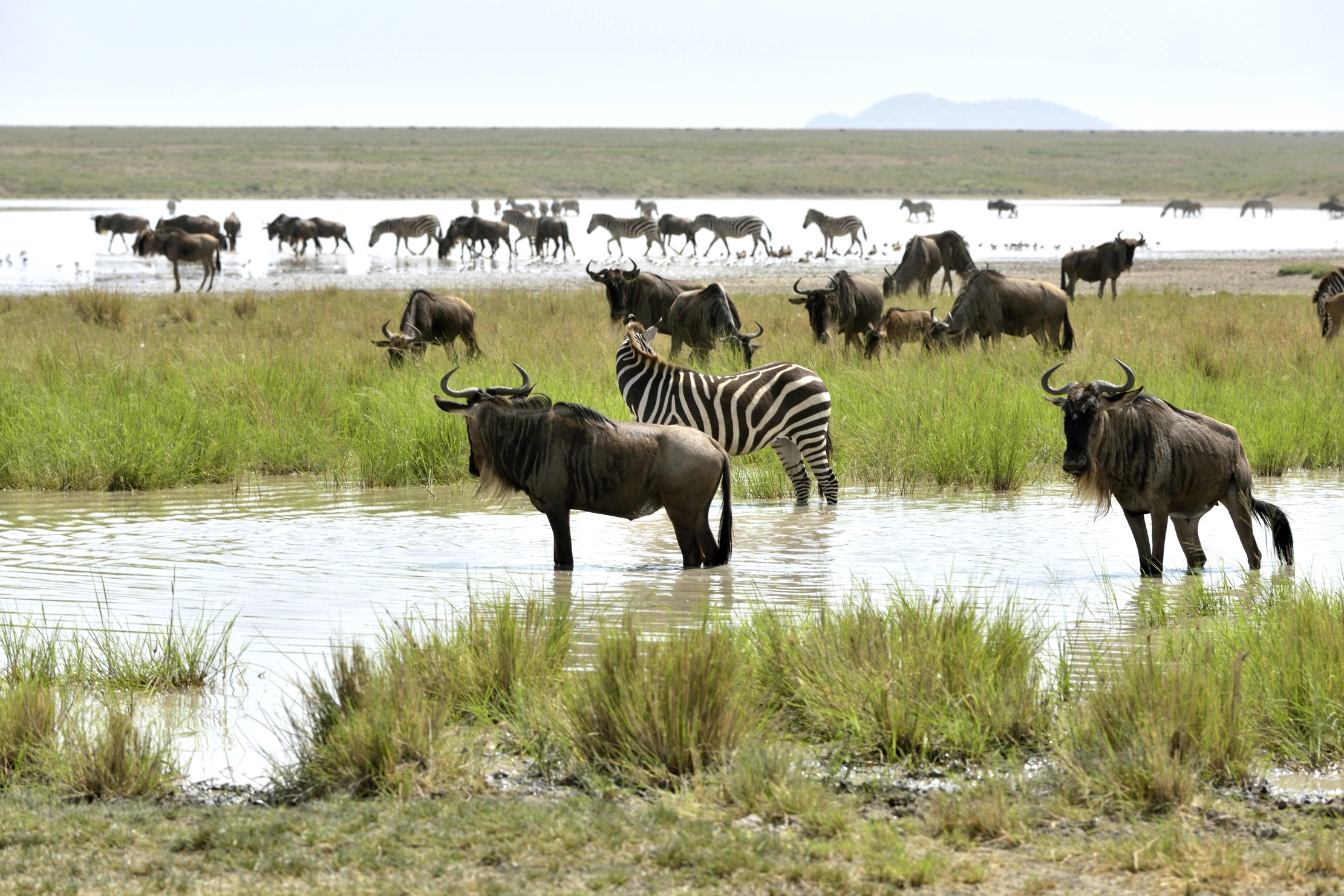 Tanzania 2015 - Migrazione