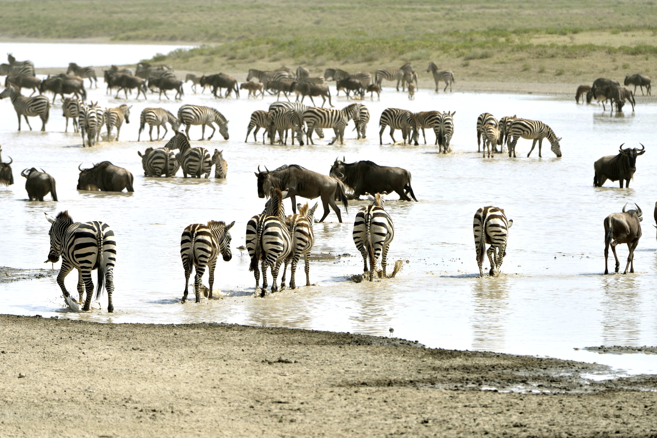 Tanzania 2015 - Migrazione