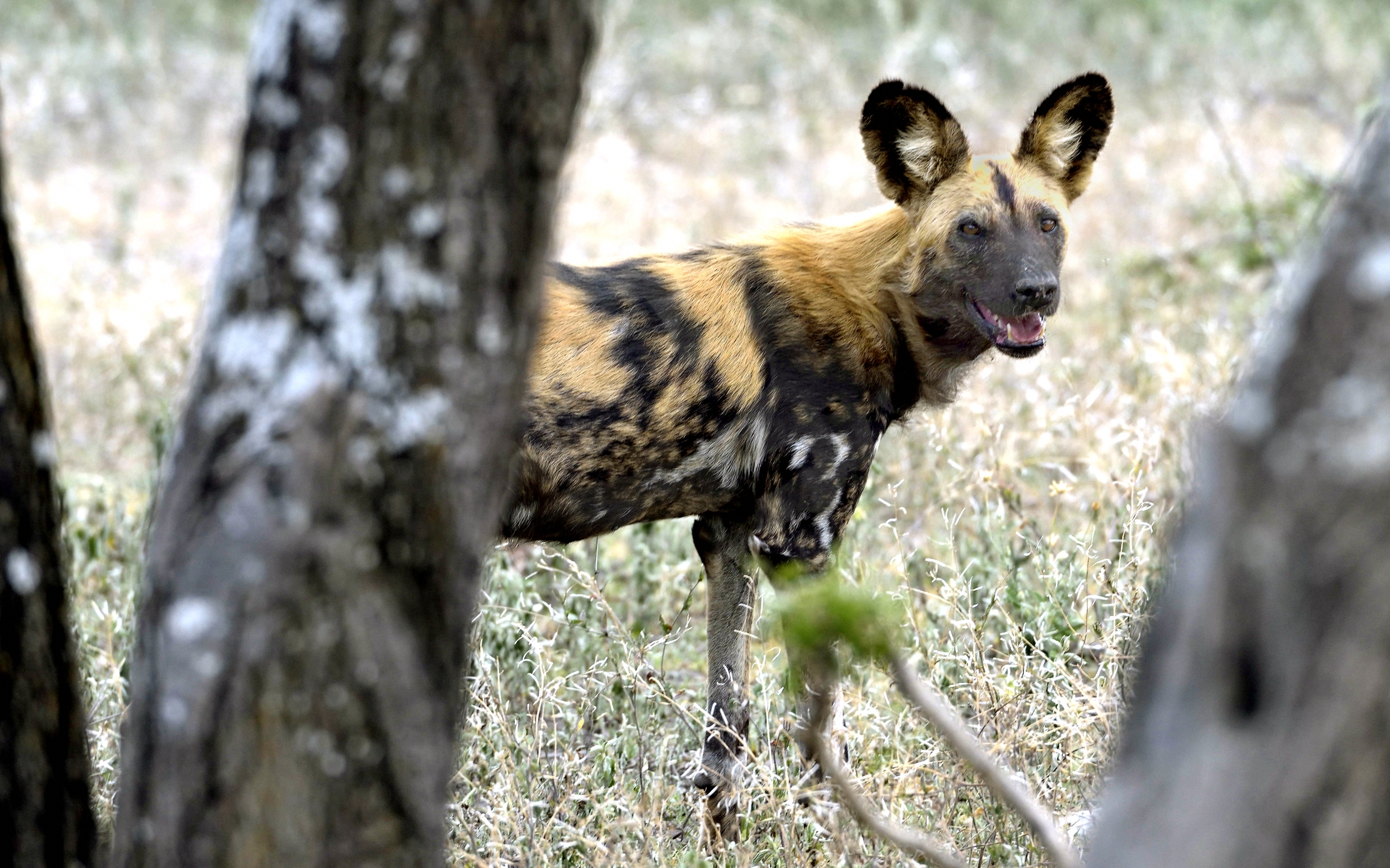 Tanzania 2015 - Sbirciata