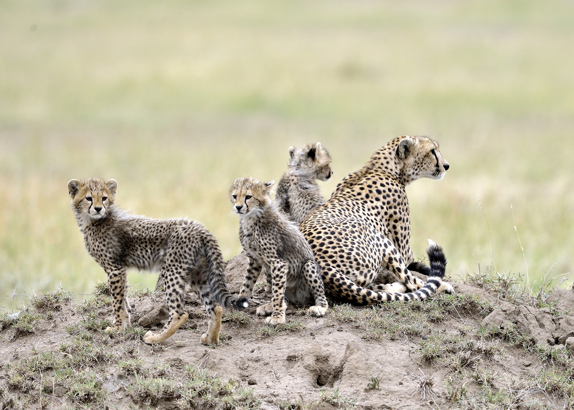 Tanzania 2015 - Sul termitaio
