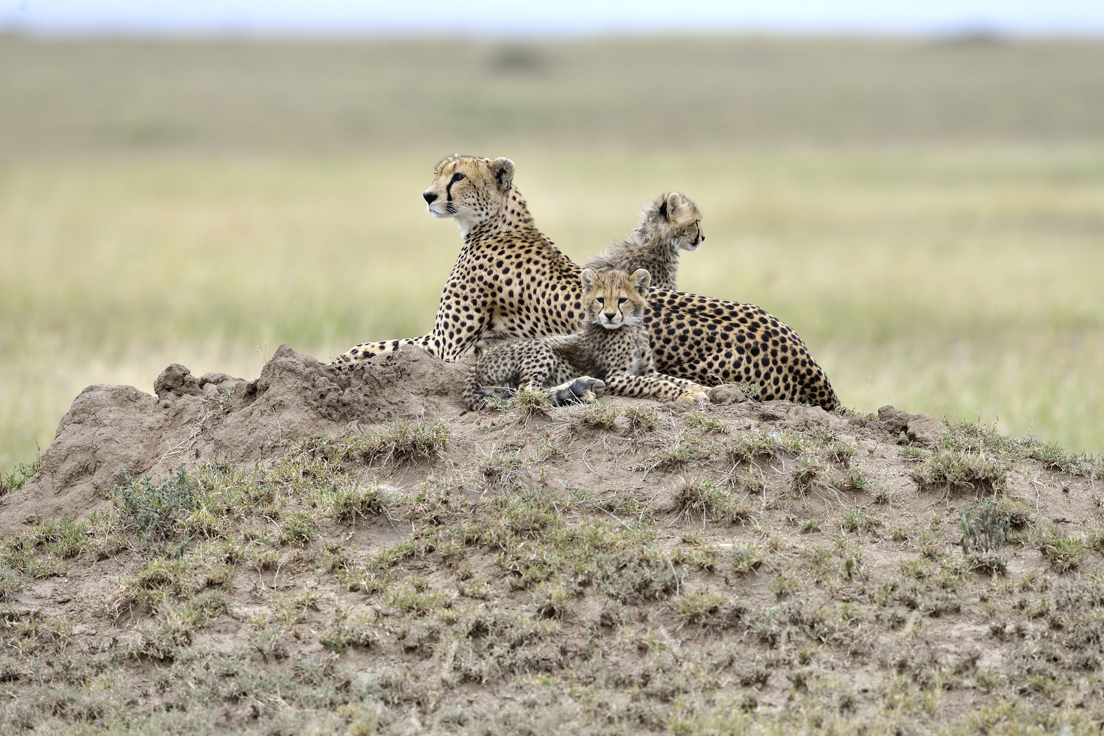 Tanzania 2015 - Sul termitaio