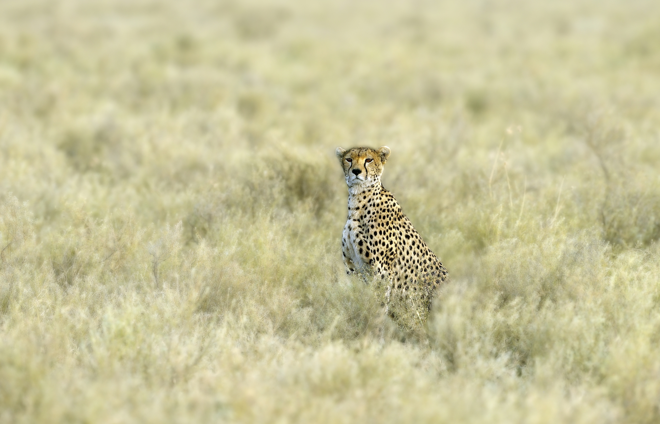 Tanzania 2015 - Nella Savana