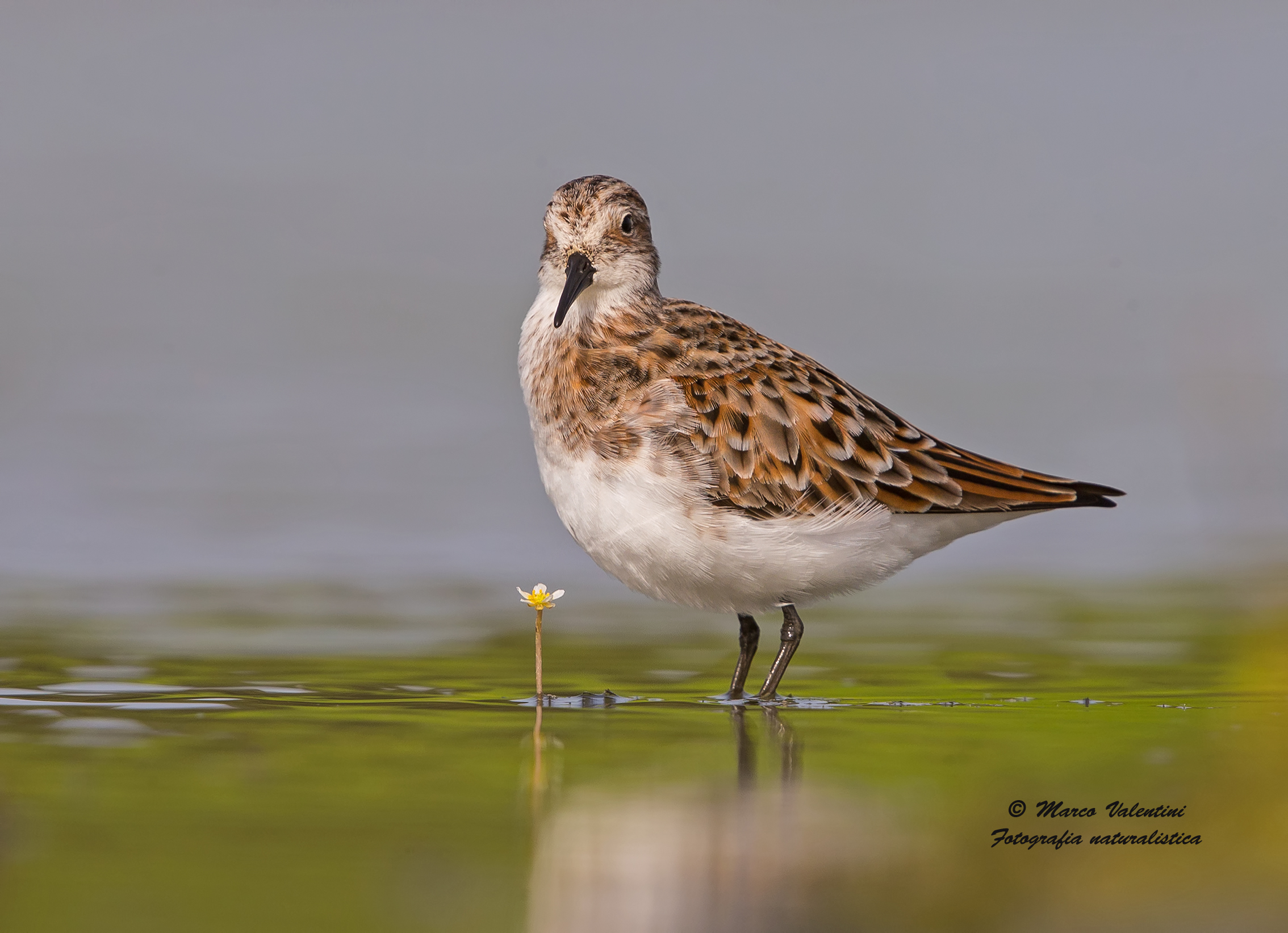 The broad-billed and the little flower