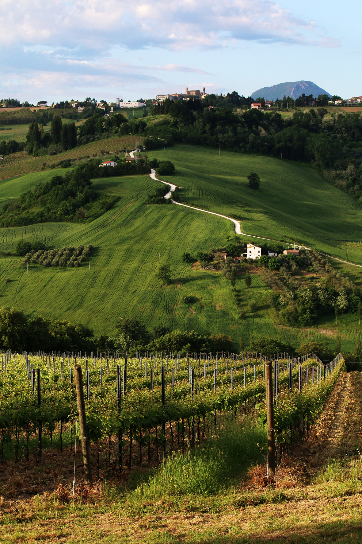 From the vineyard to the village ...