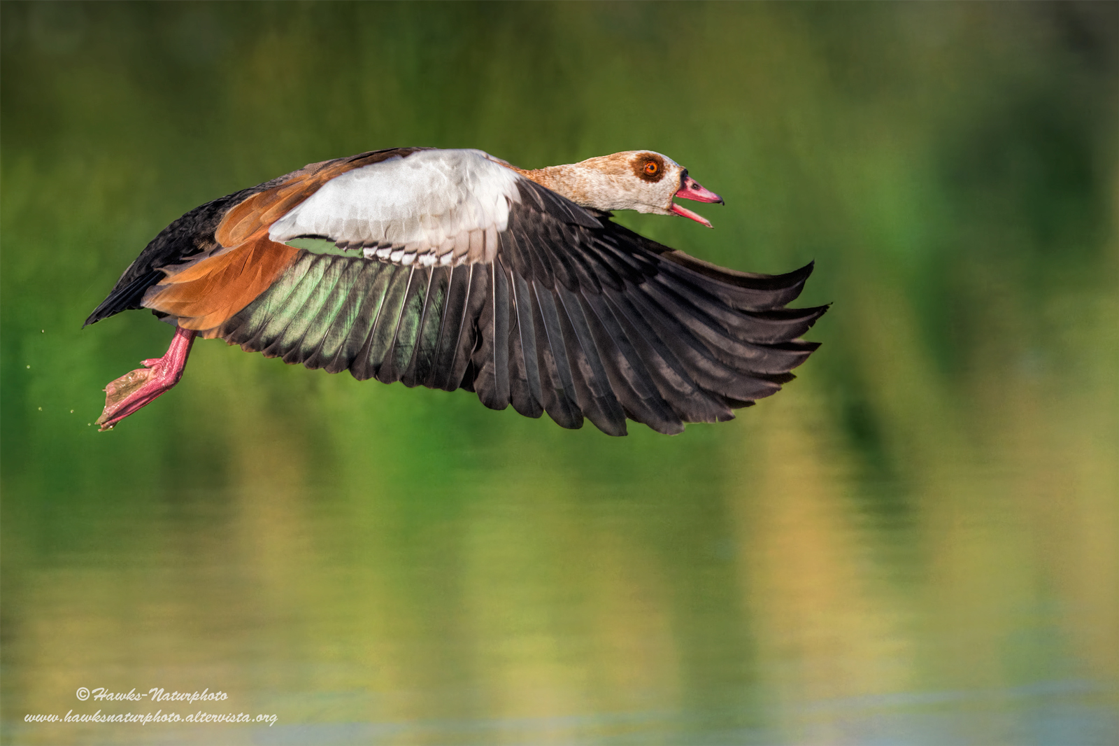 Egyptian Goose