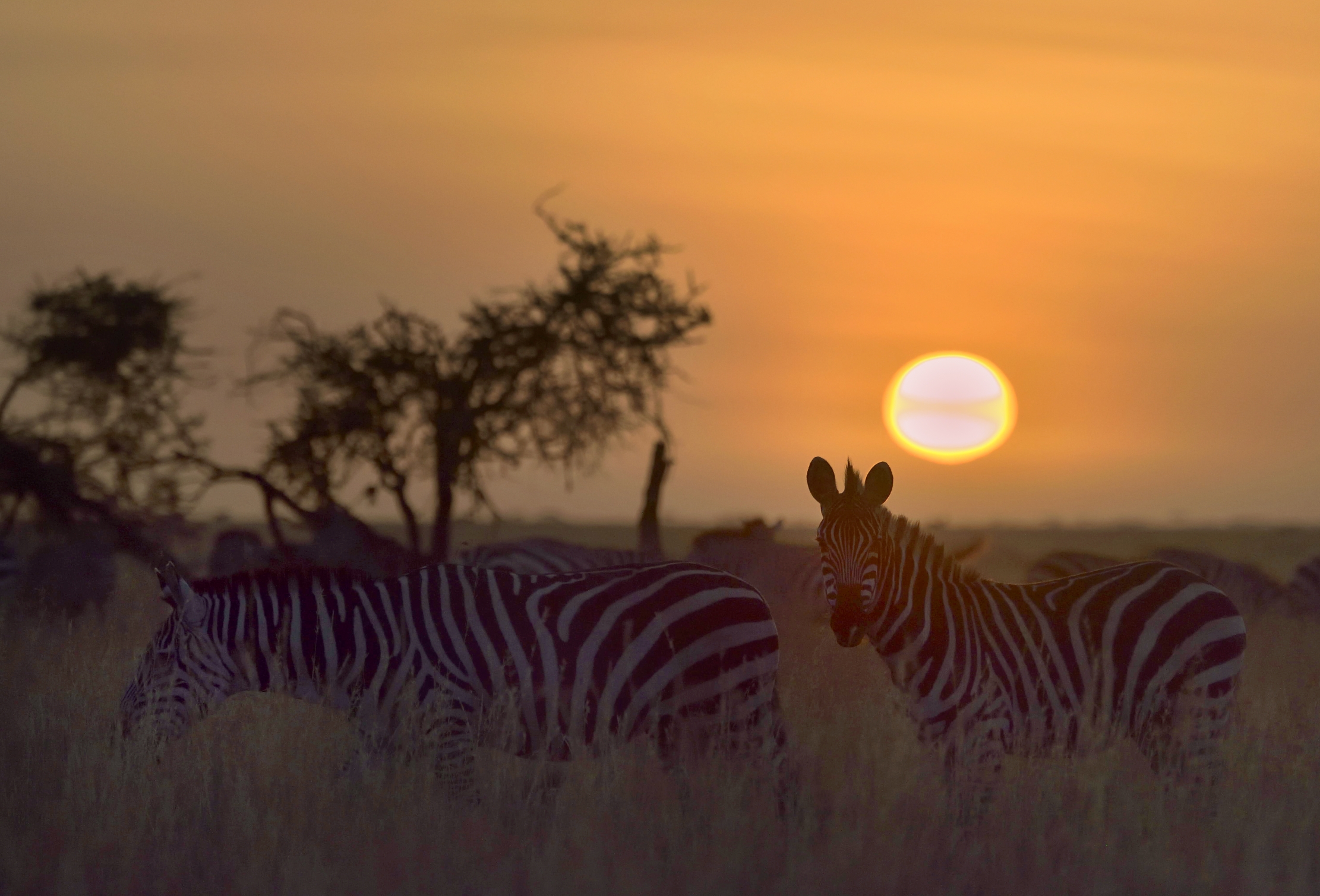 Tanzania 2015 - Zebre all'alba