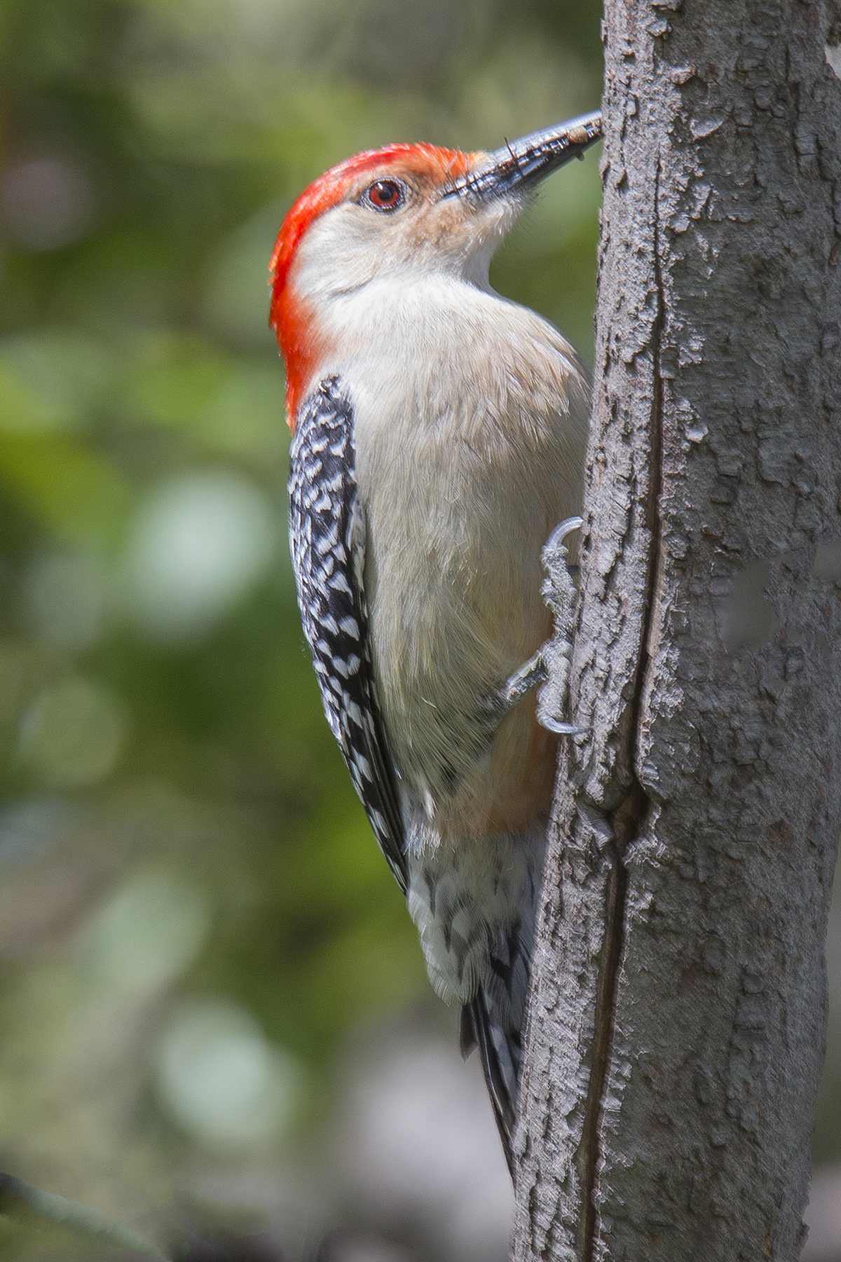 Red Bellied Woodpecker