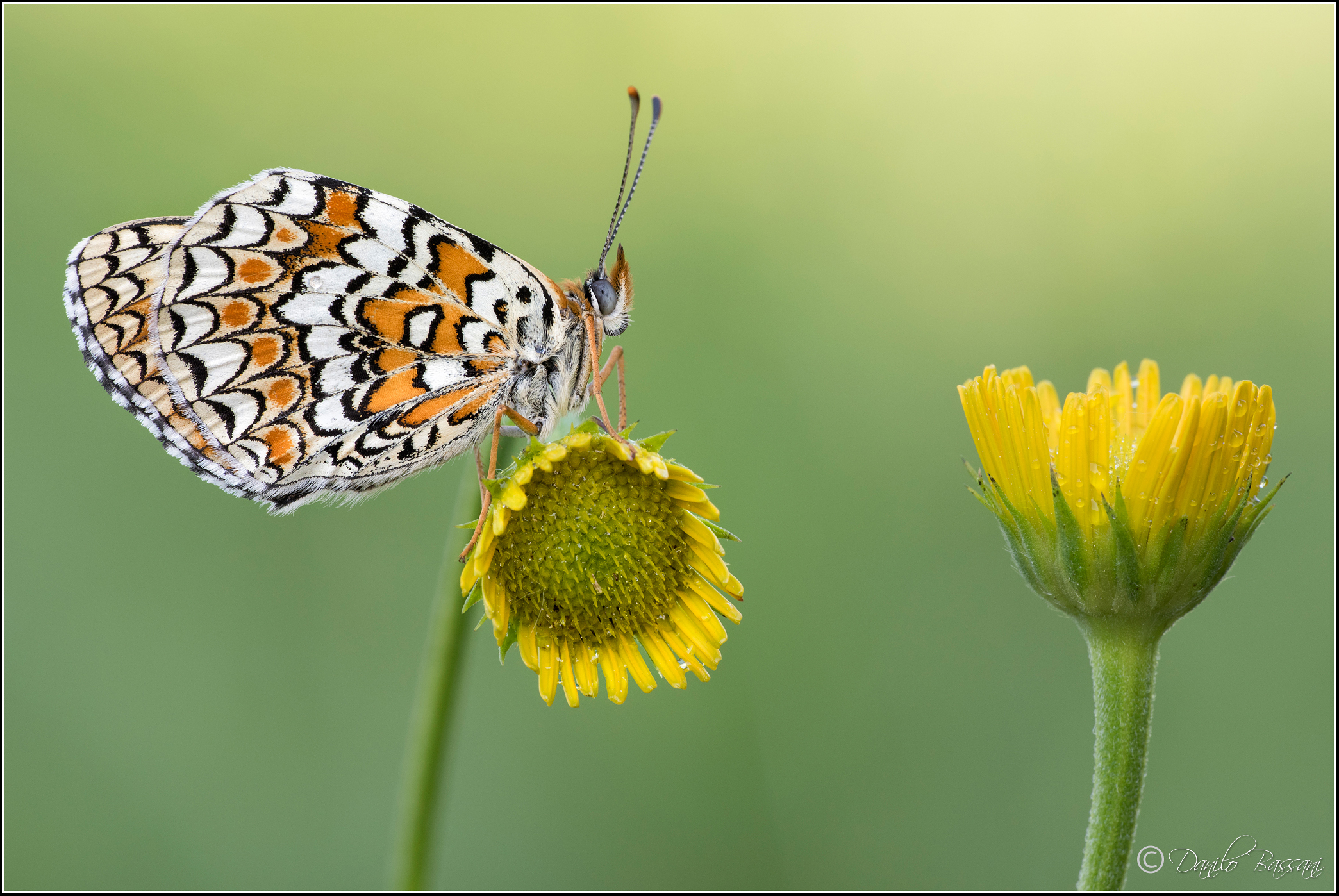 La ruota della fortuna
