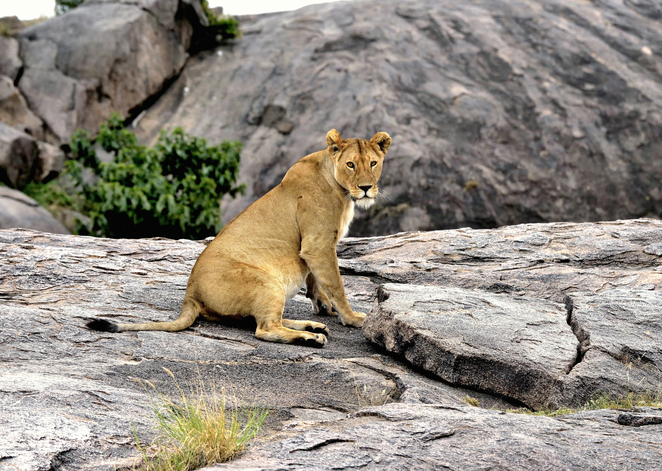 Tanzania 2015 - Sul Kopje