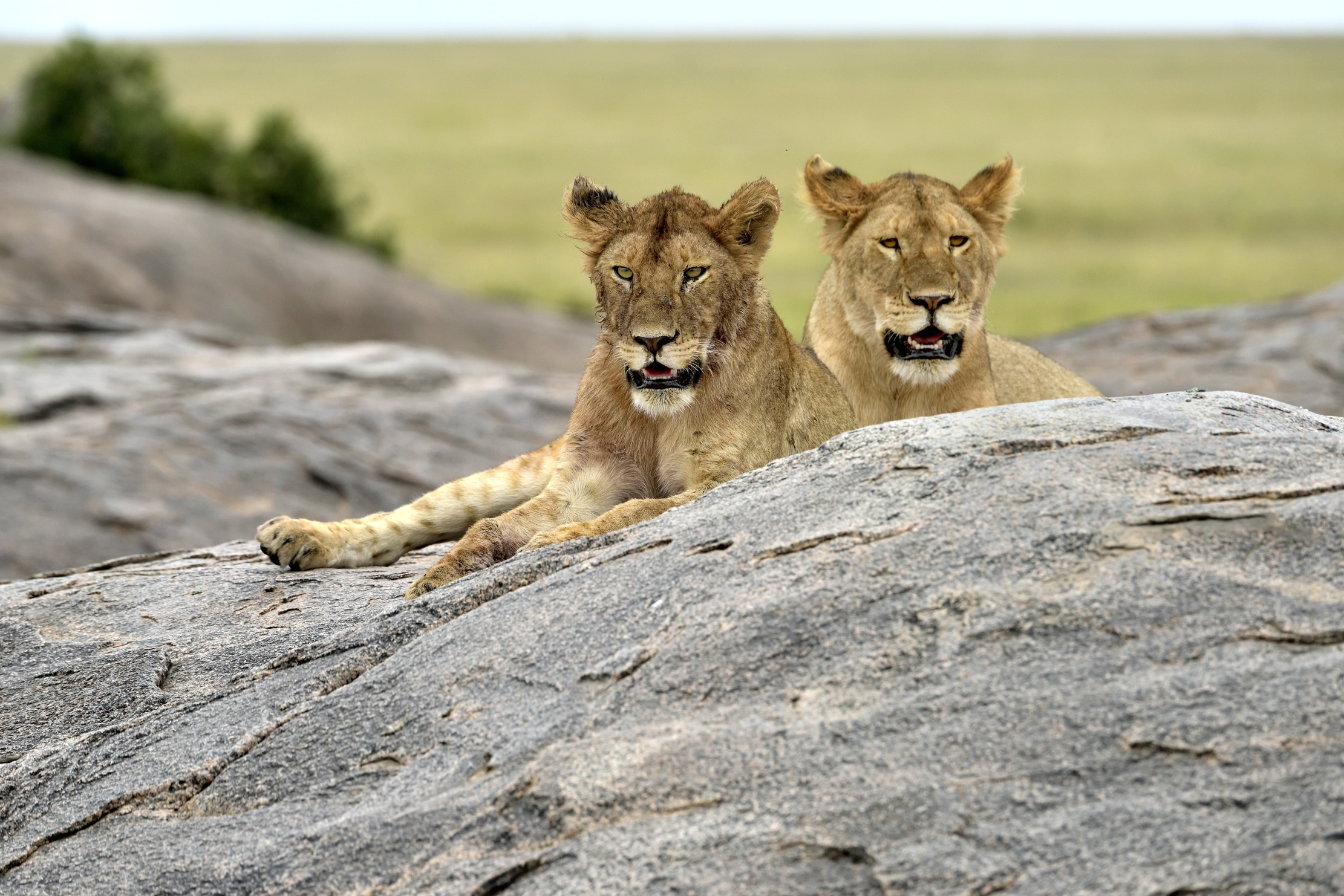 Tanzania 2015 - Sul Kopje