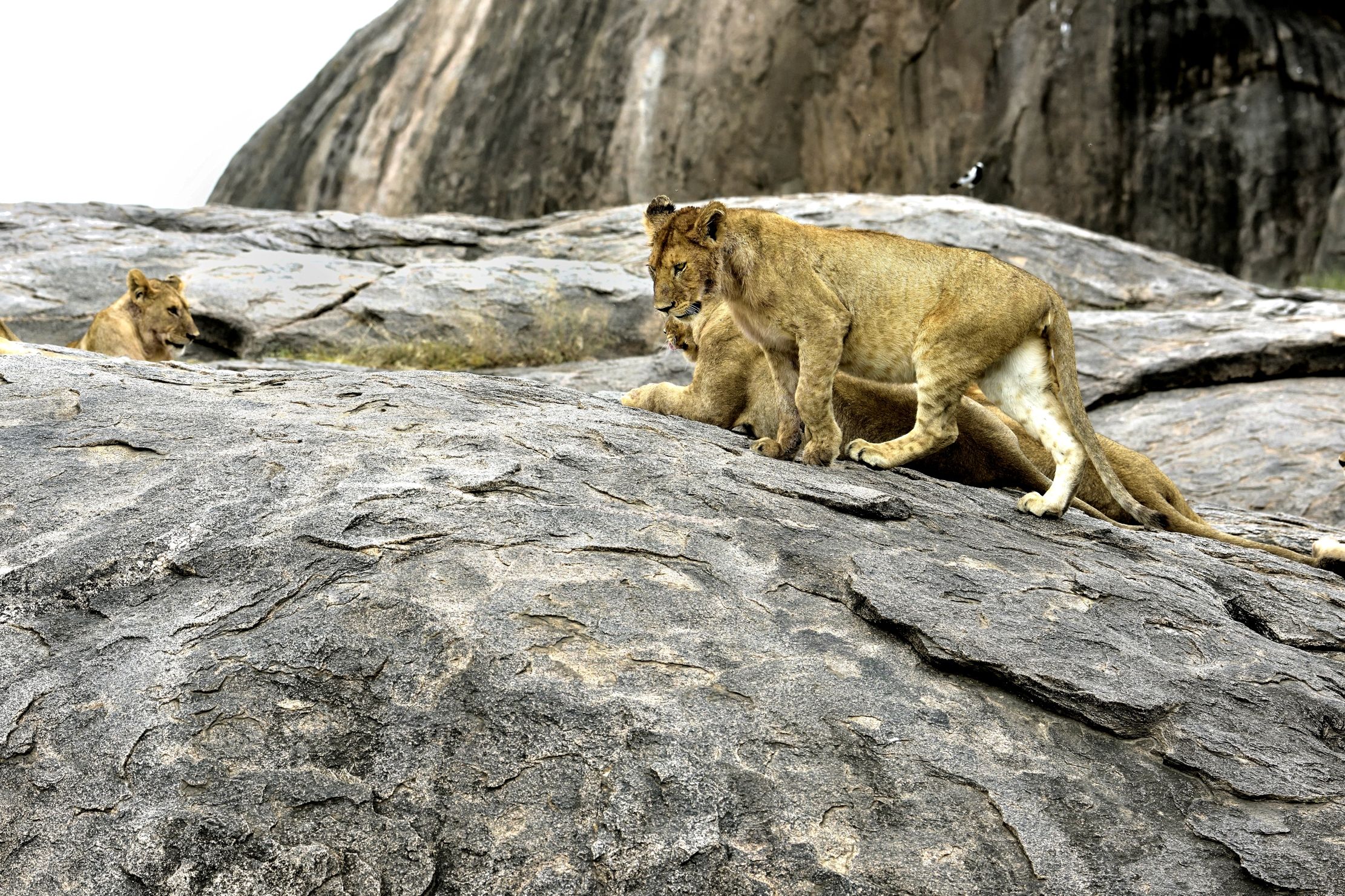 Tanzania 2015 - Sul Kopje