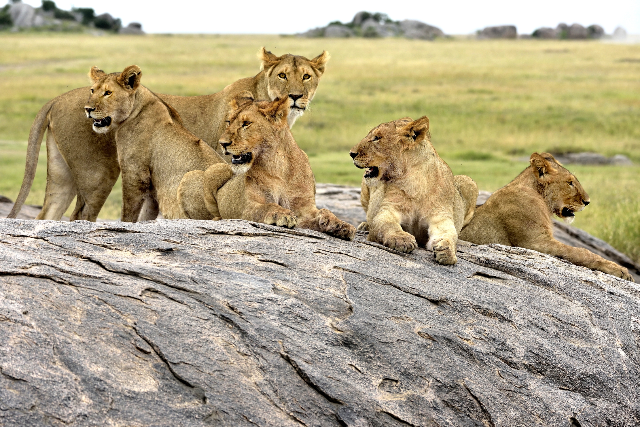 Tanzania 2015 - Sul Kopje