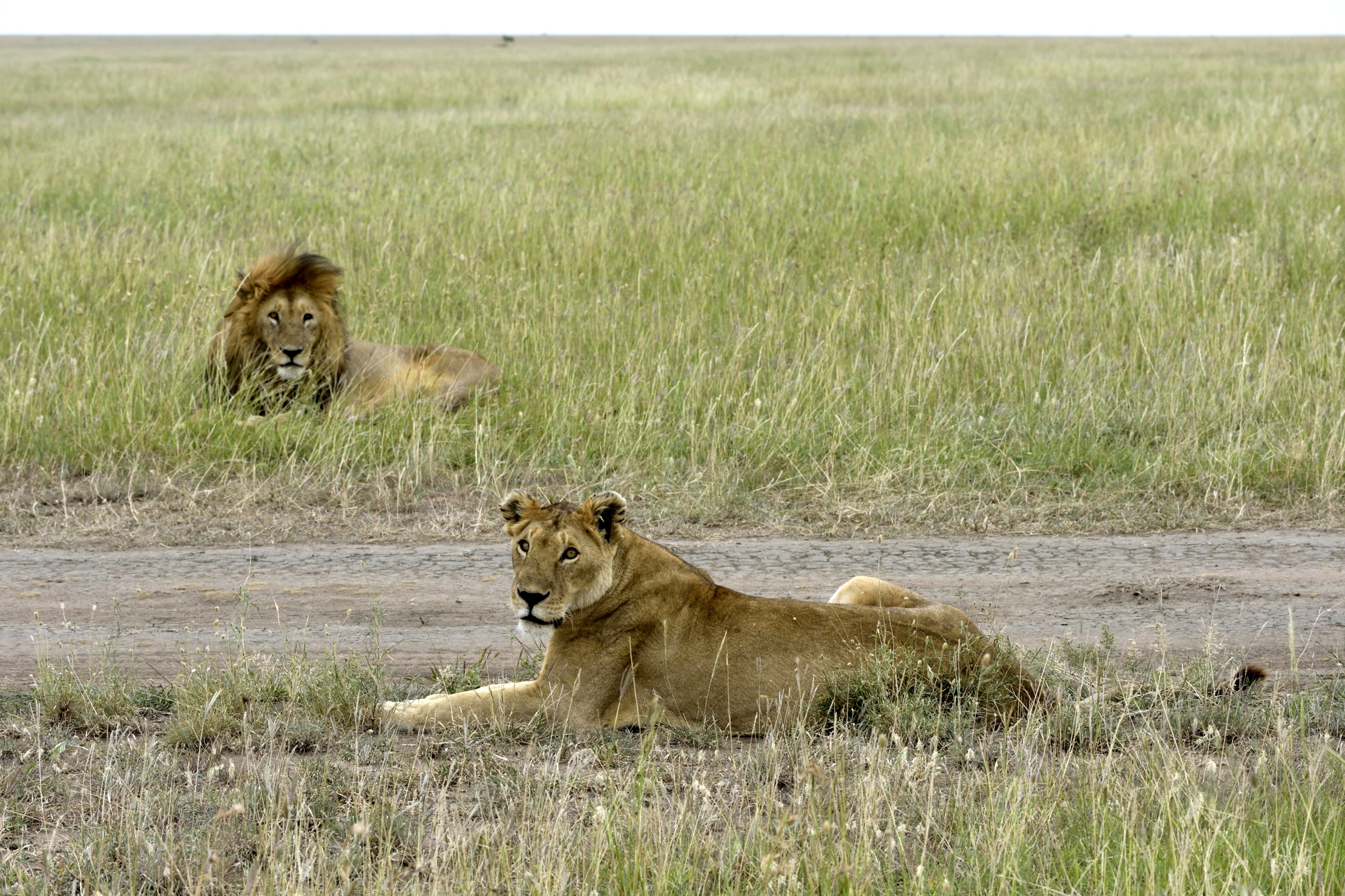Tanzania 2015 - Lei e lui