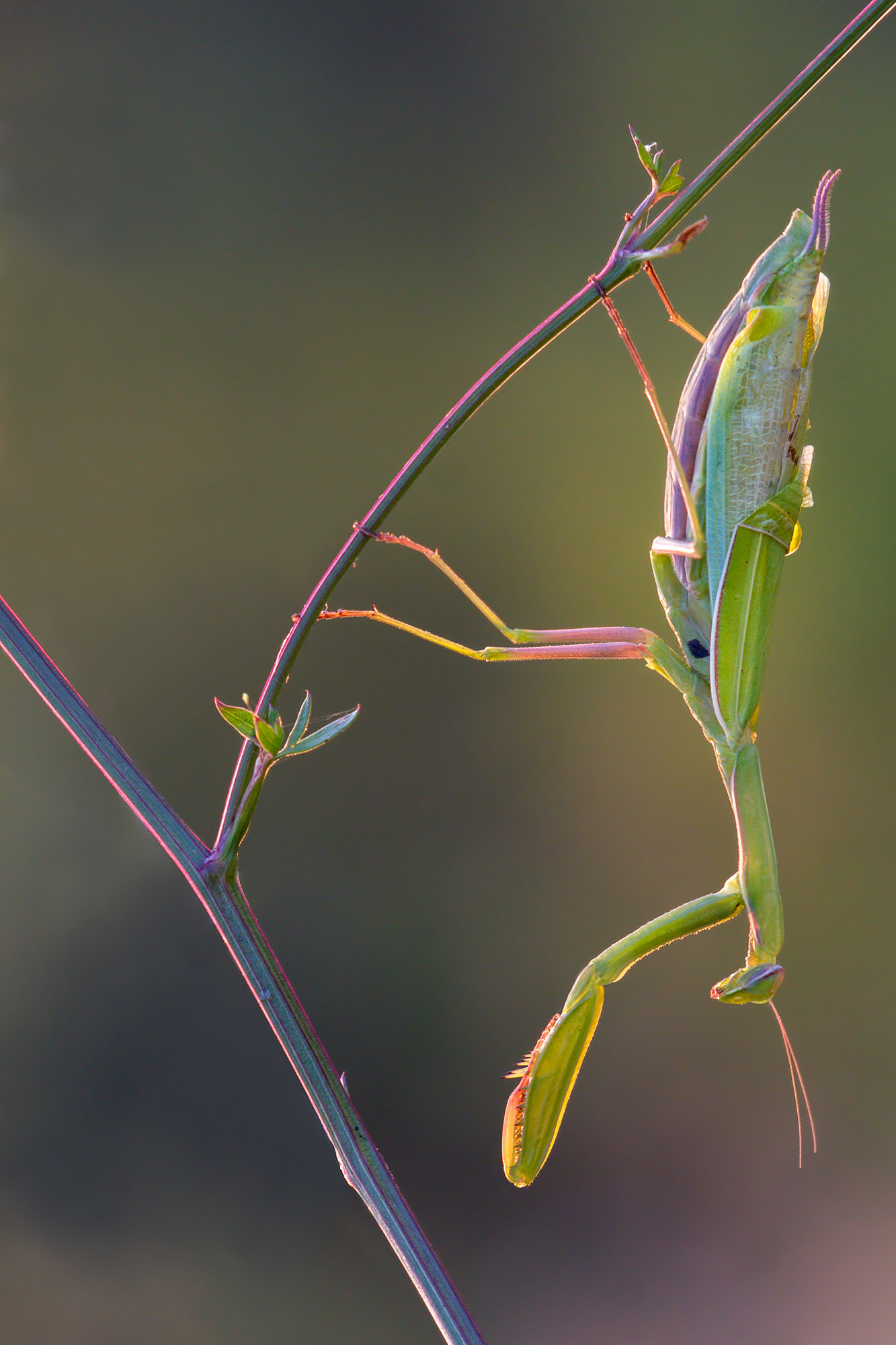 Mantis upside down