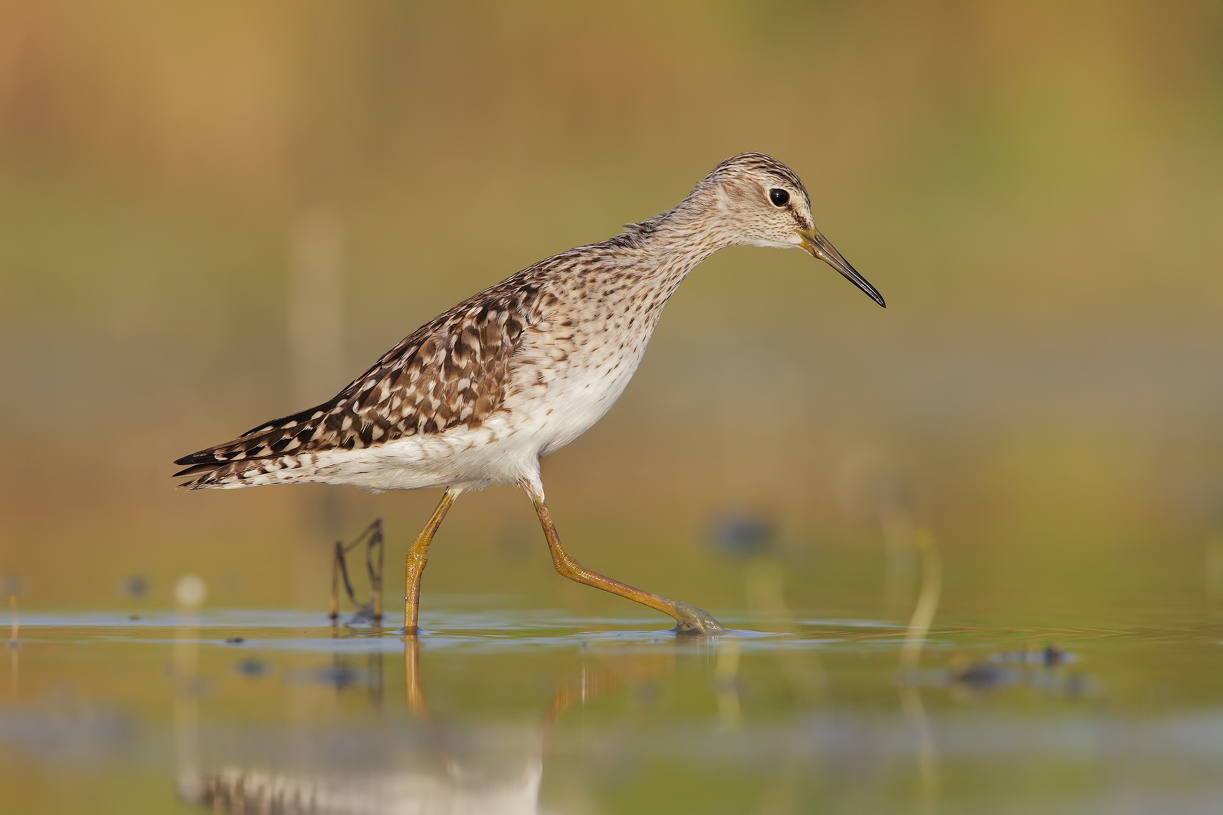 Piro piro boschereccio