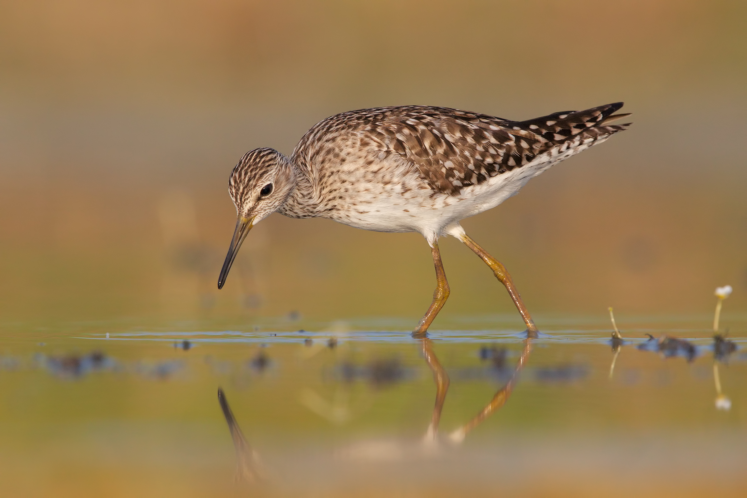 Piro piro boschereccio