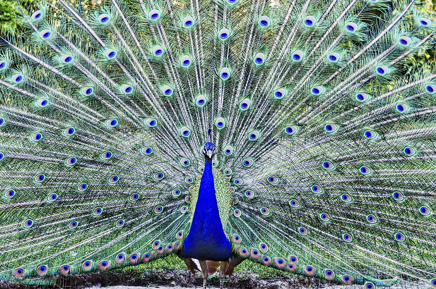 Peacock Faenza