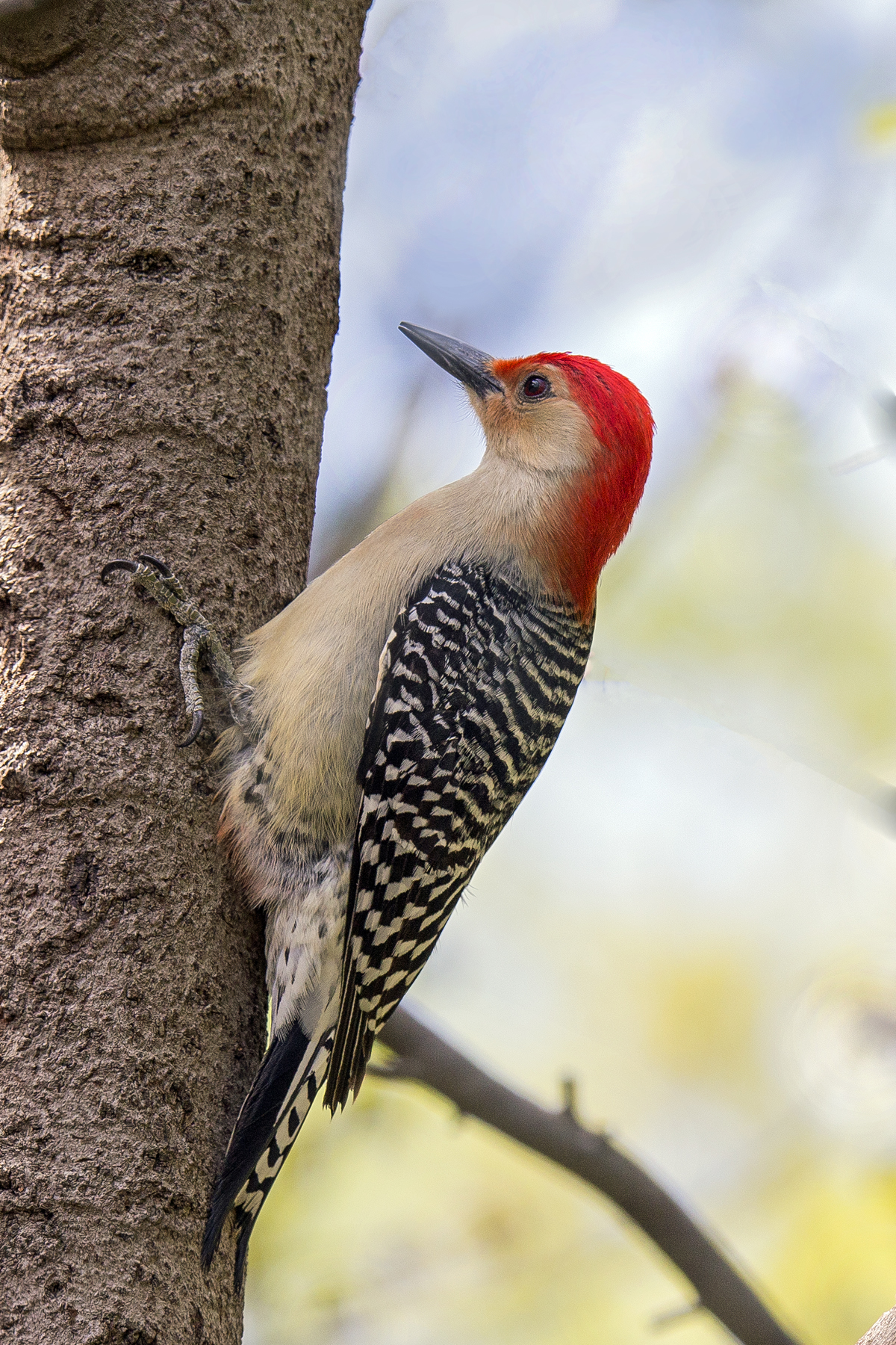 Red Bellied Woodpecker 2