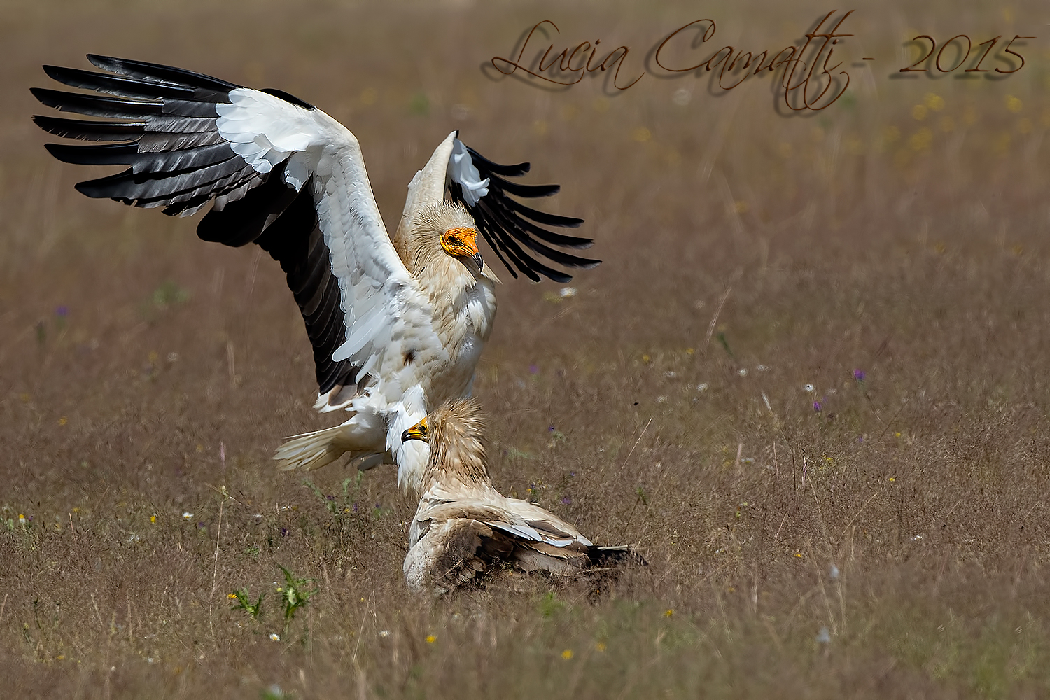 Egyptian vulture (Neophron percnopterus) ...