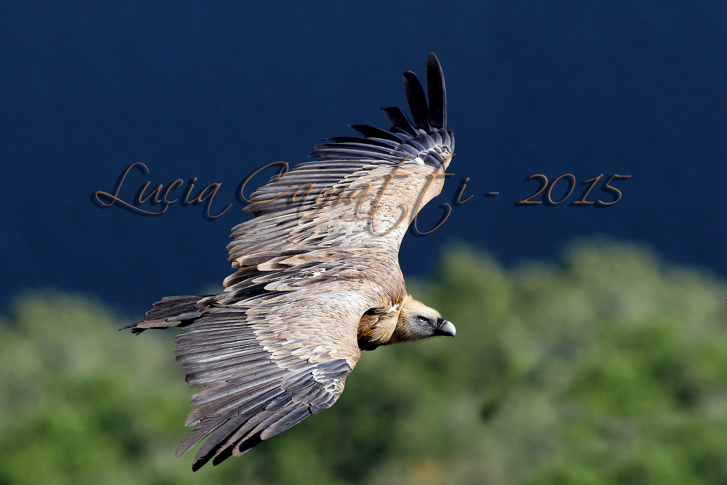 Griffon vulture (Gyps fulvus)