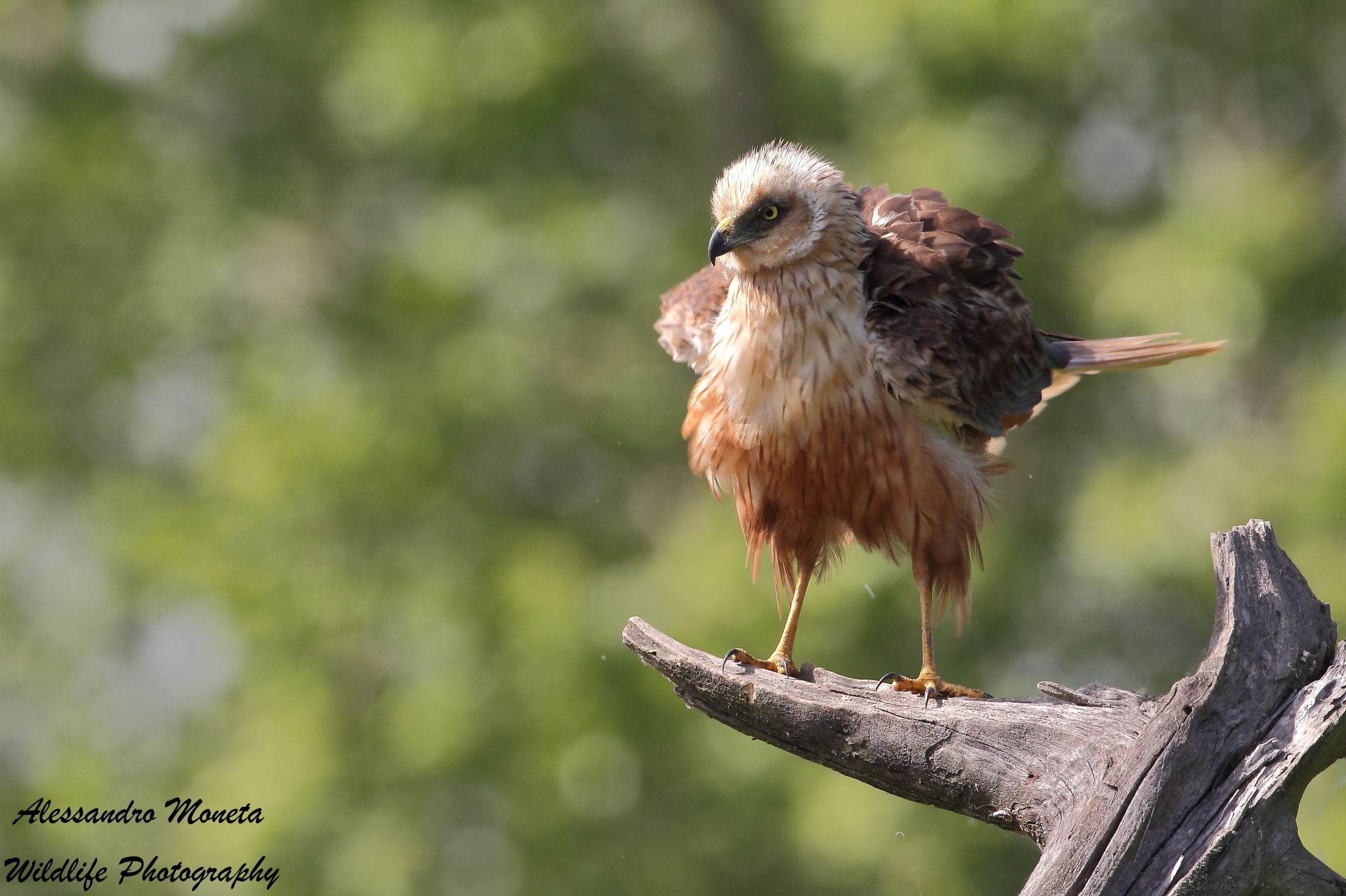 Marsh Harrier