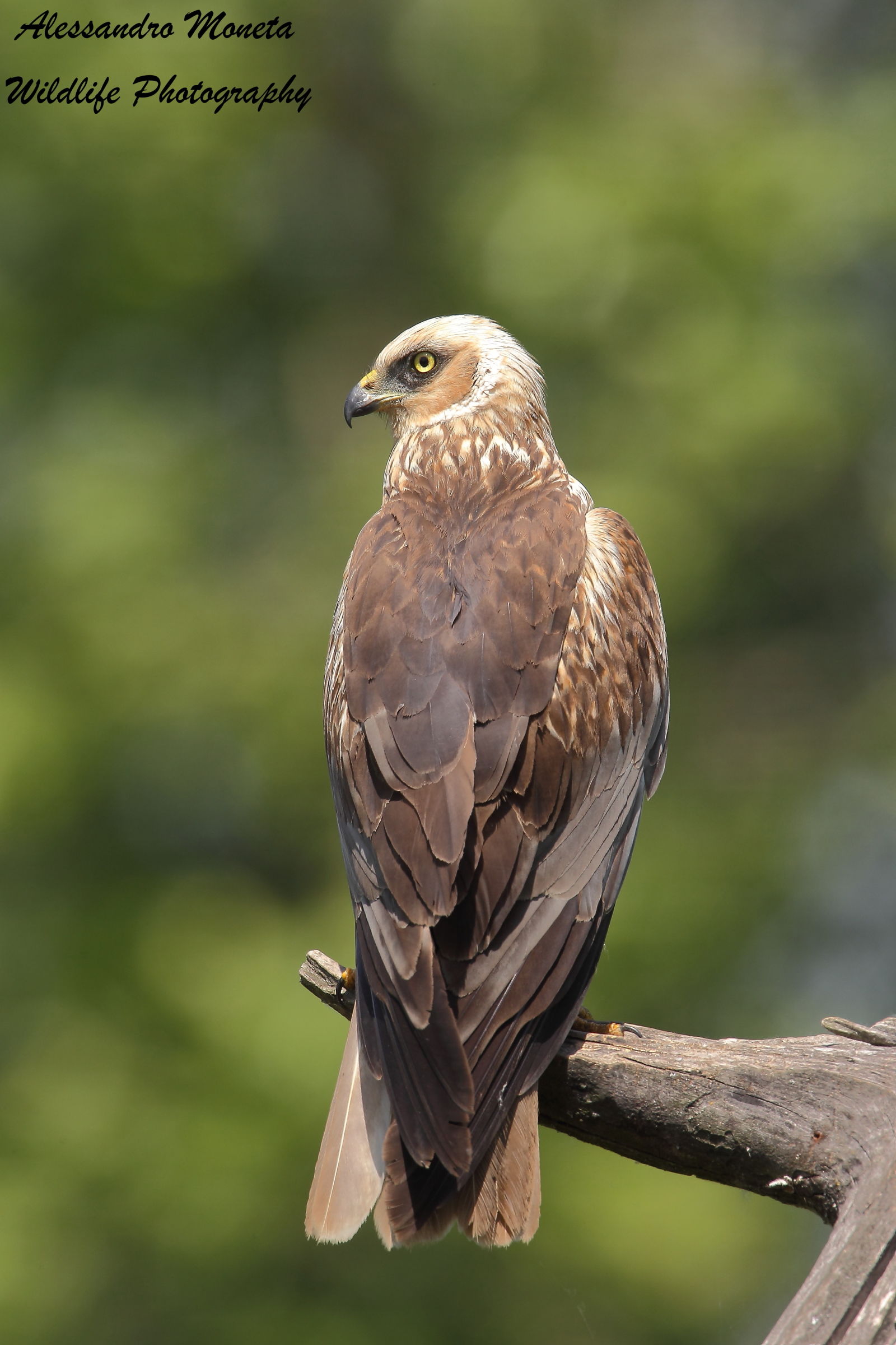 Marsh Harrier