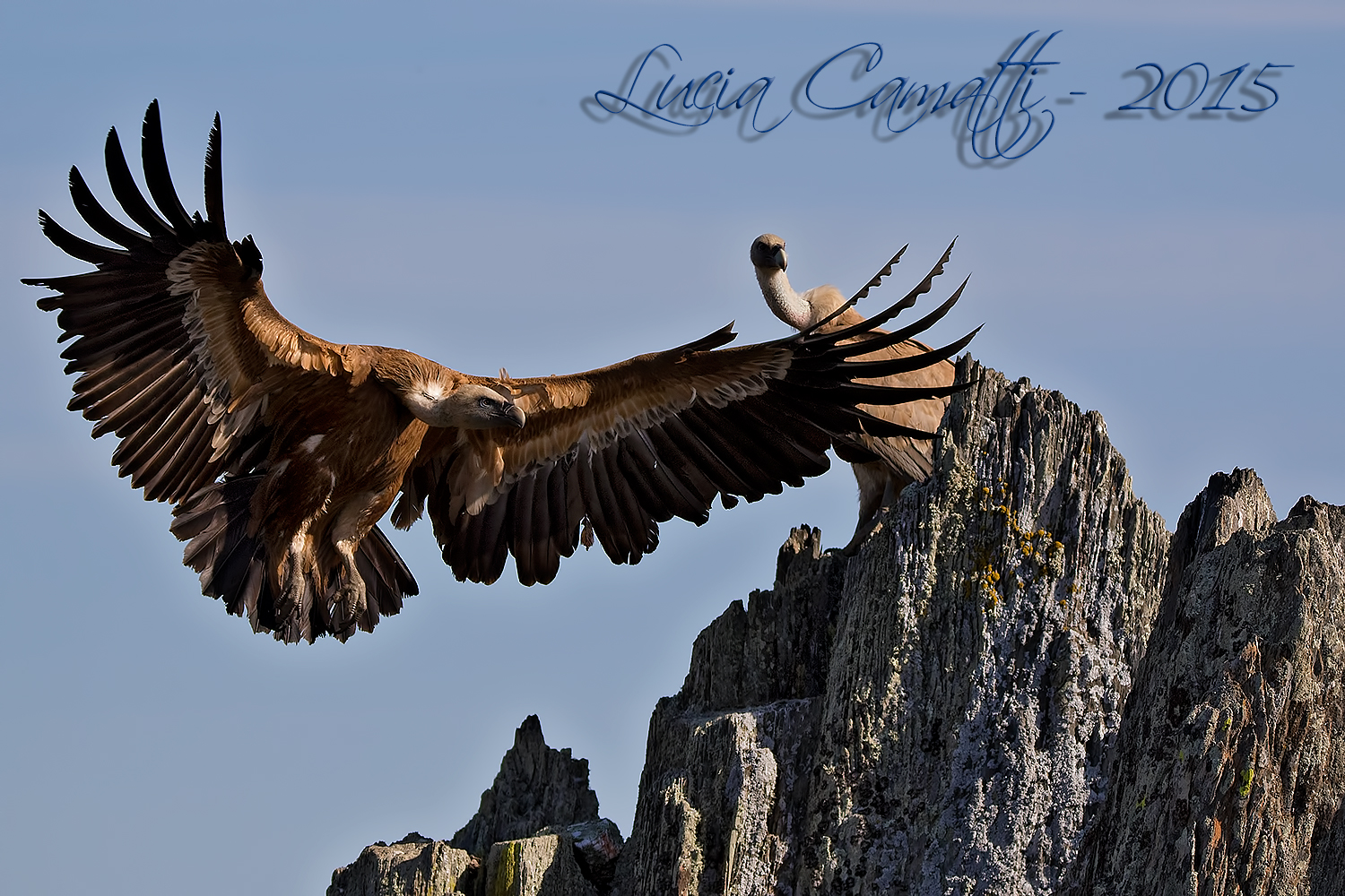 Griffon vulture (Gyps fulvus)
