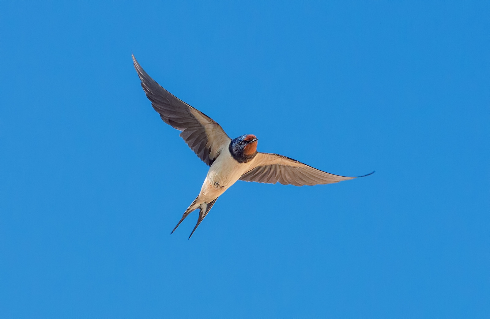 Swallow