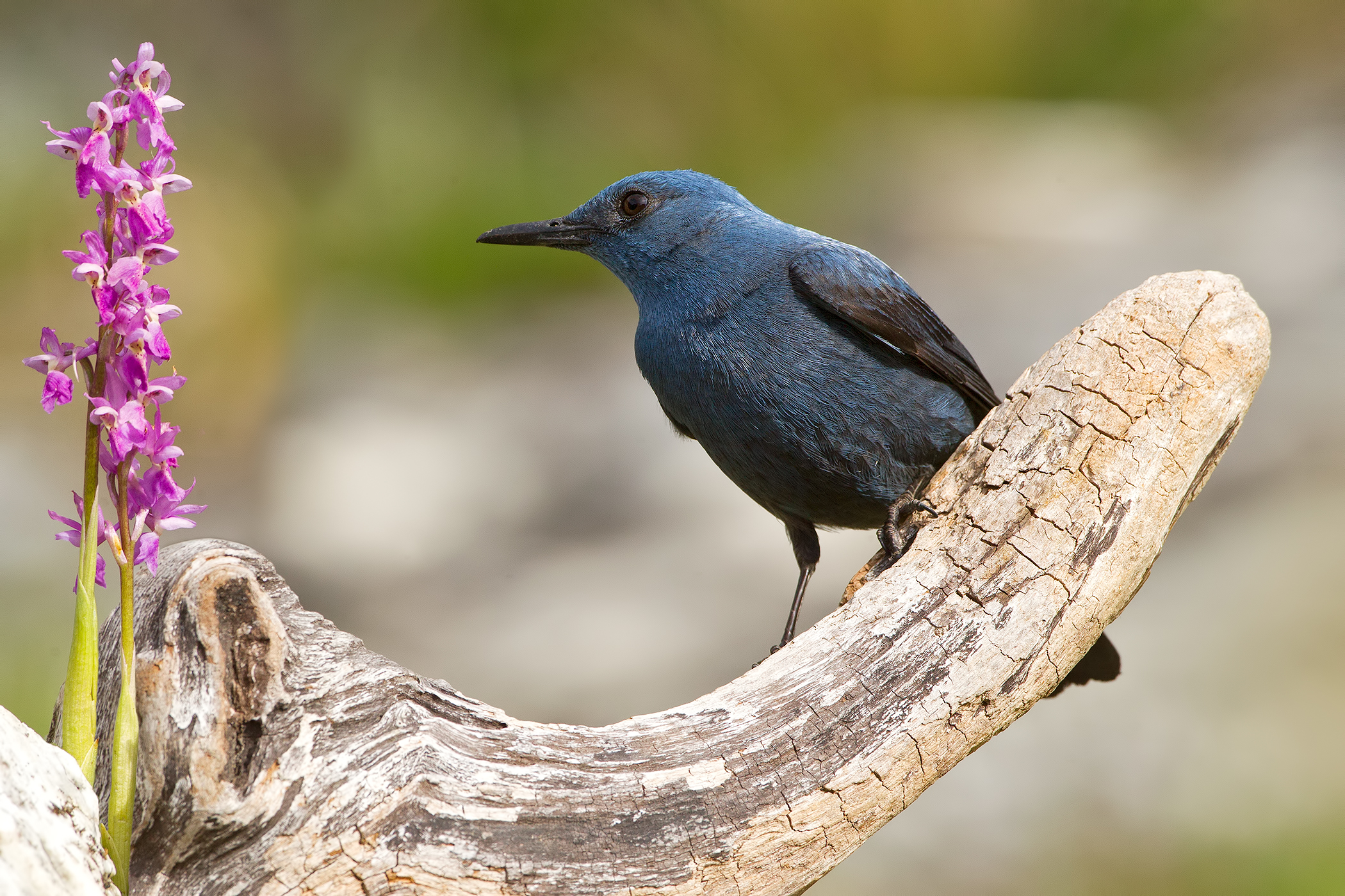 Passero Solitario - Alpi Apuane .
