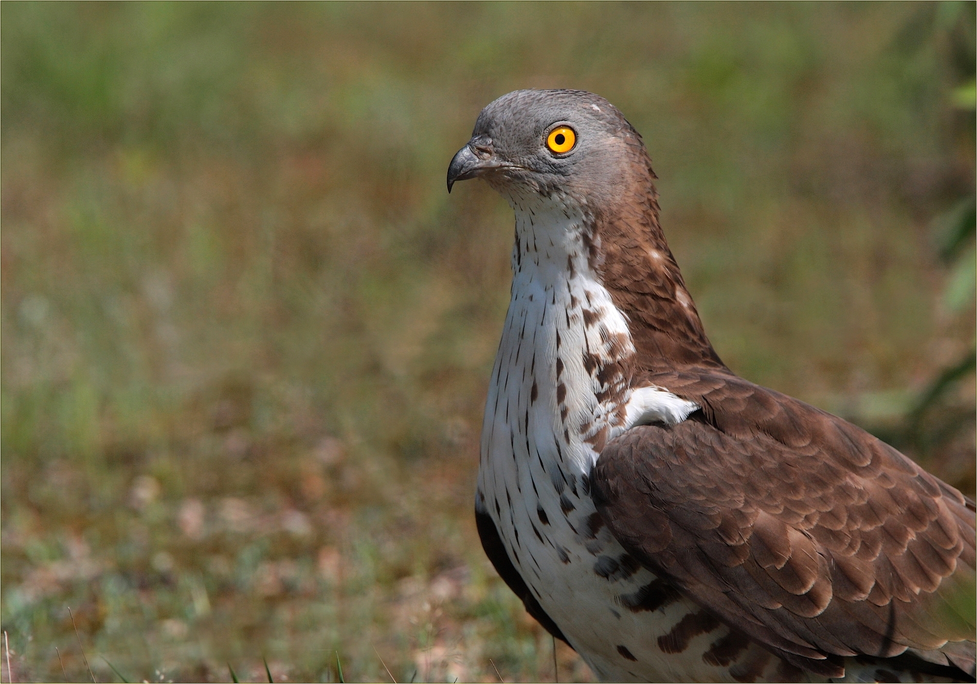 ,, falco pecchiaiolo ,,