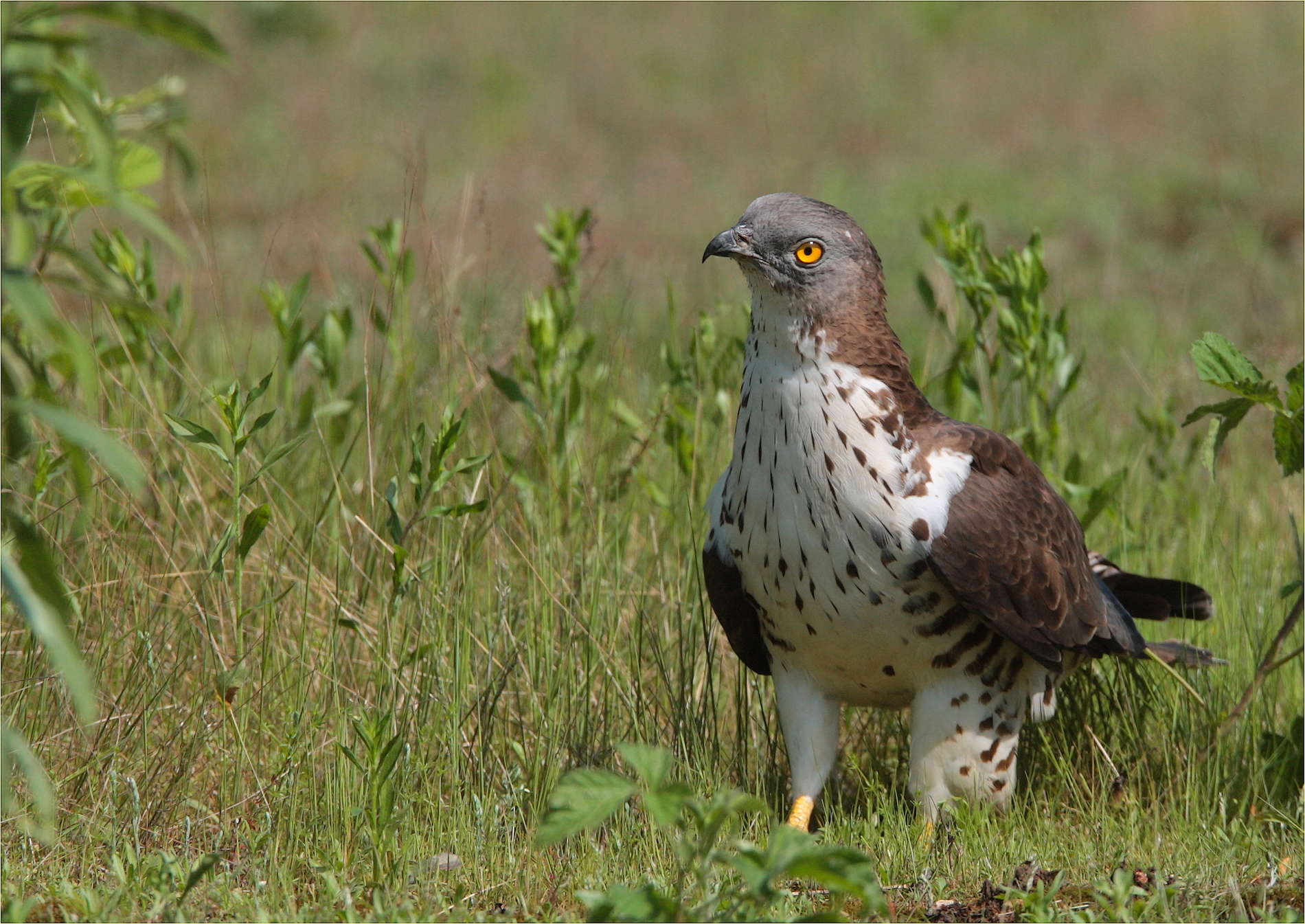 ,, ,, Honey buzzard