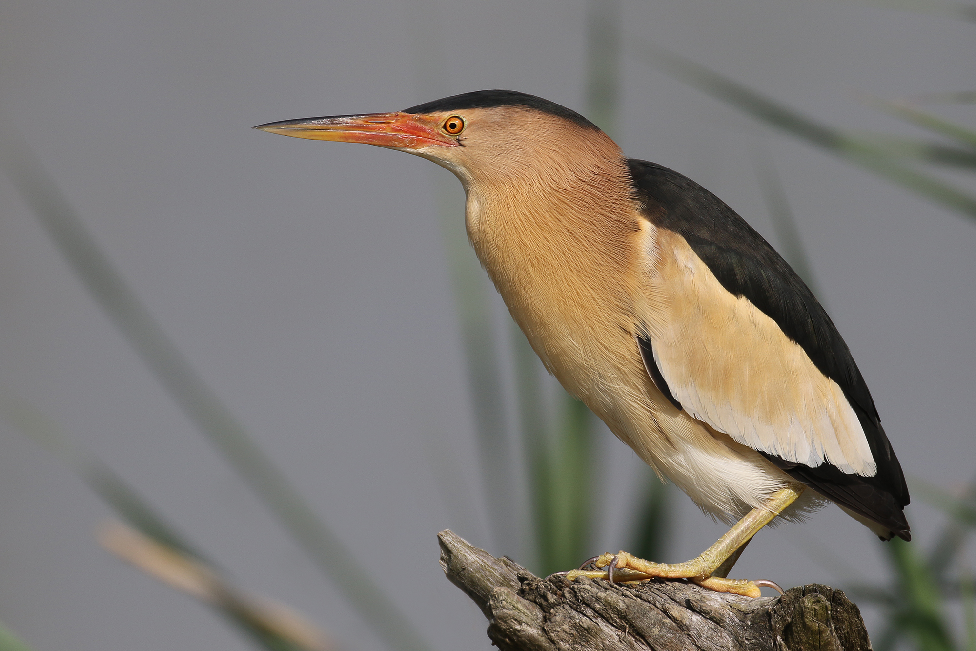 Bittern