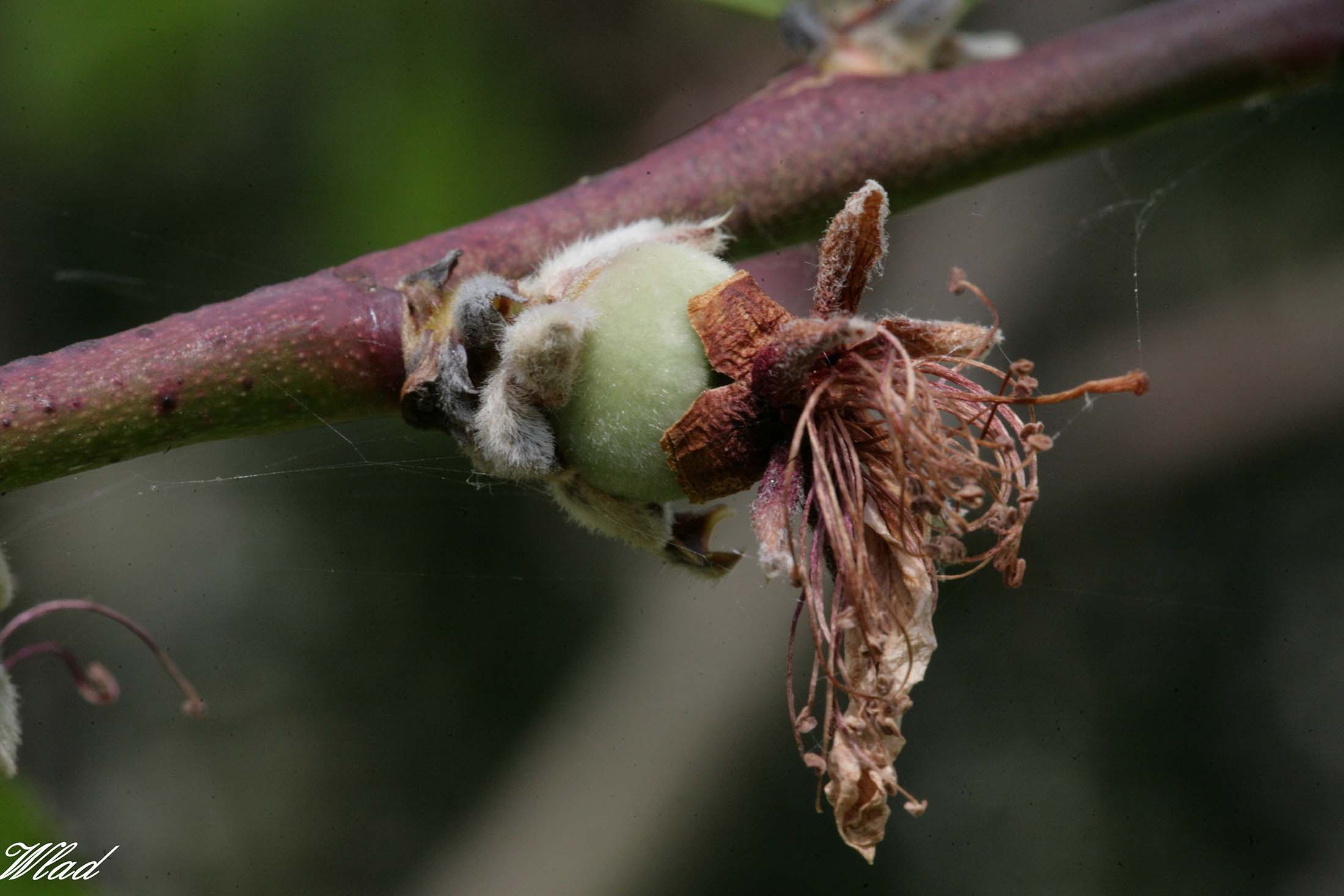 Piccole pesche crescono