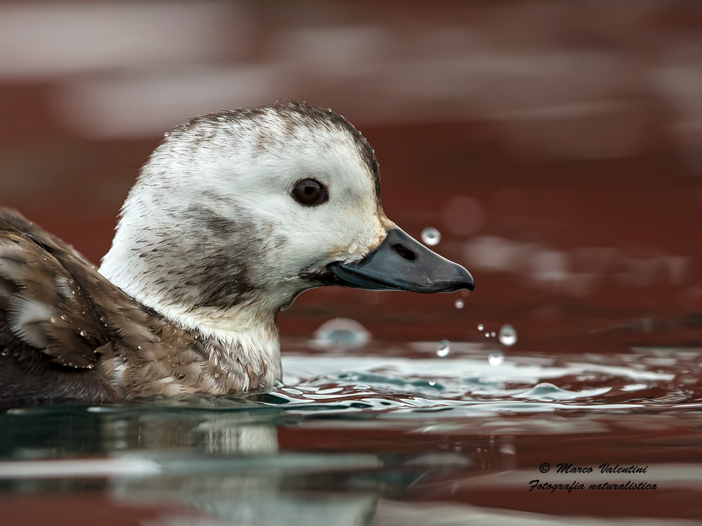 Close-up of Long-tailed Duck