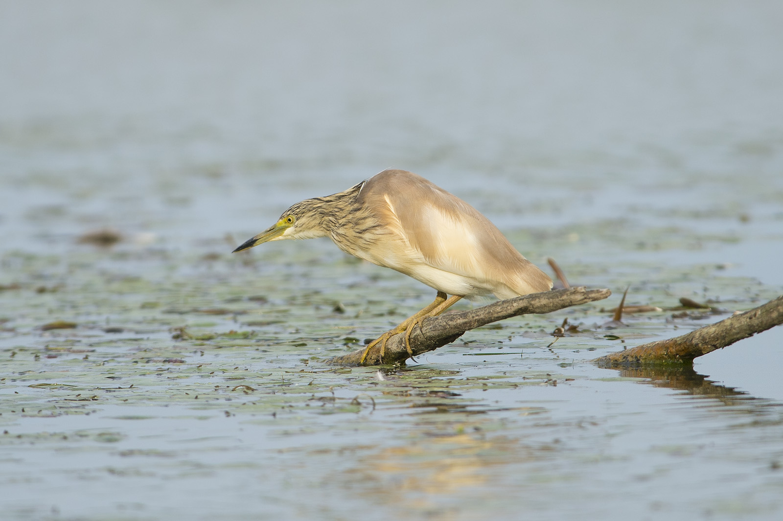 Sgarza ciuffetto senza ciuffo