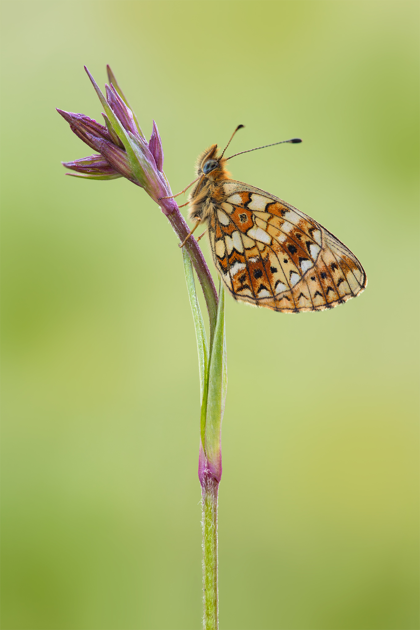 Boloria selene