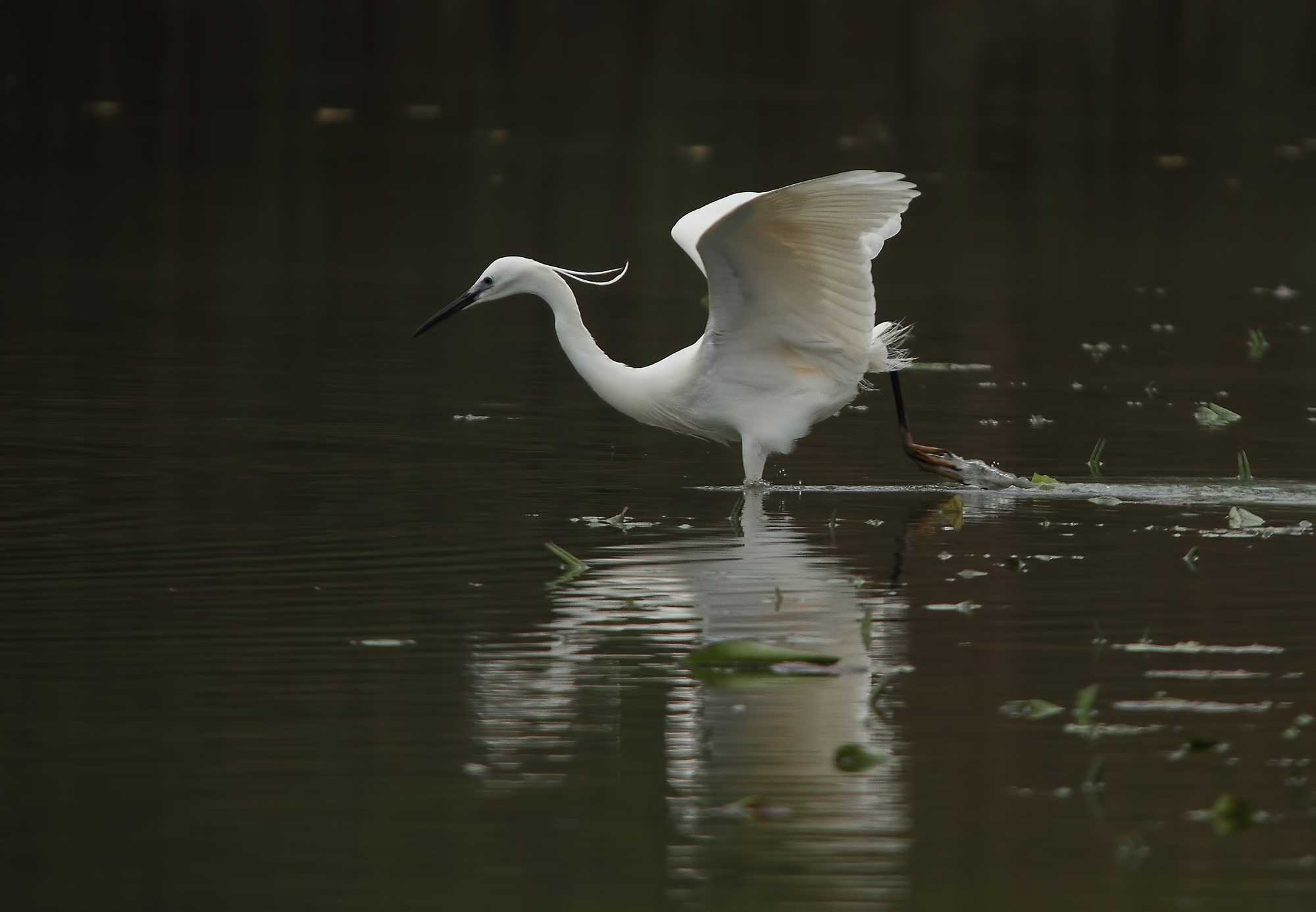 Garzetta sotto la pioggia.