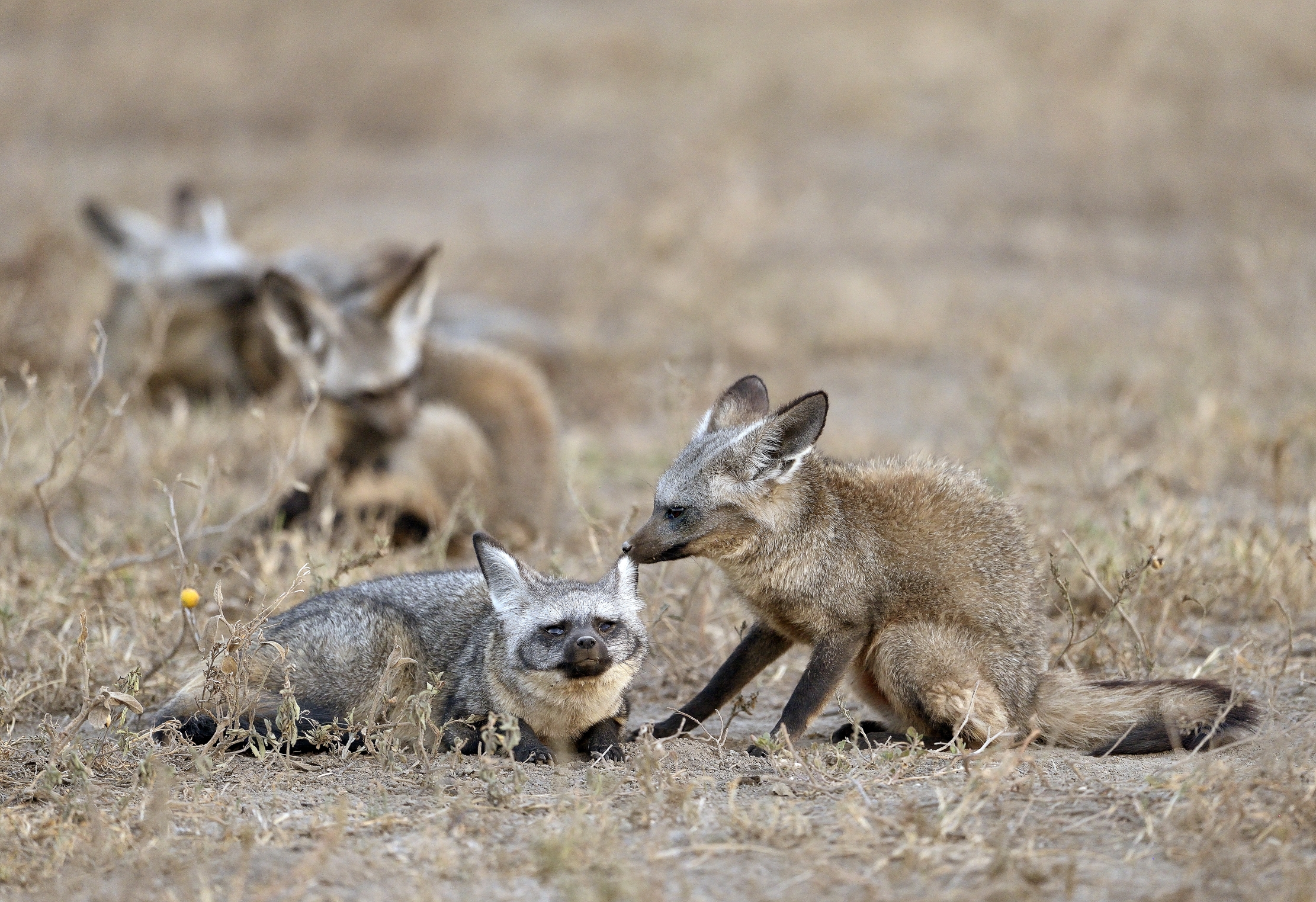 Tanzania 2015 - Otocioni