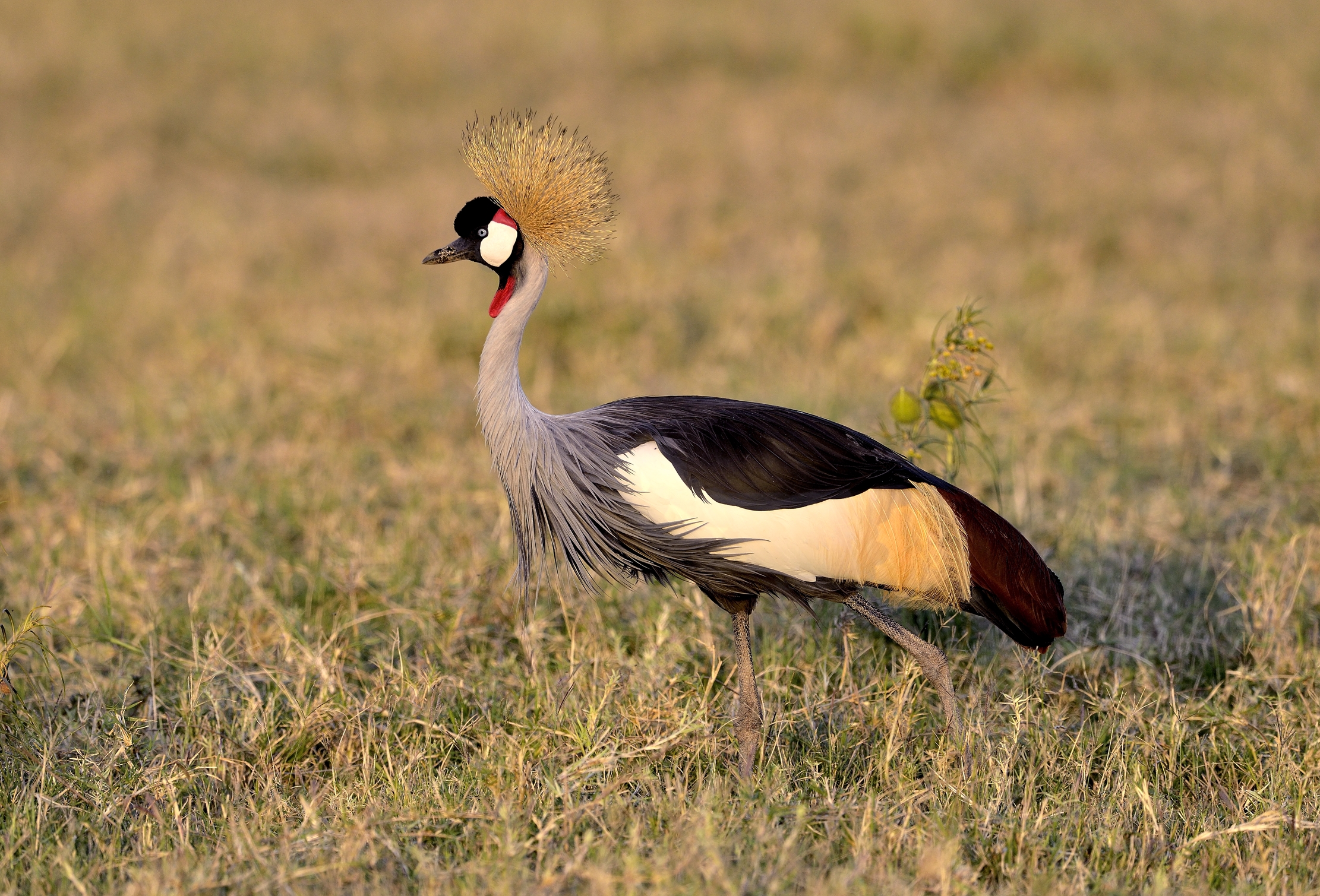 Tanzania 2015 - Gru coronata