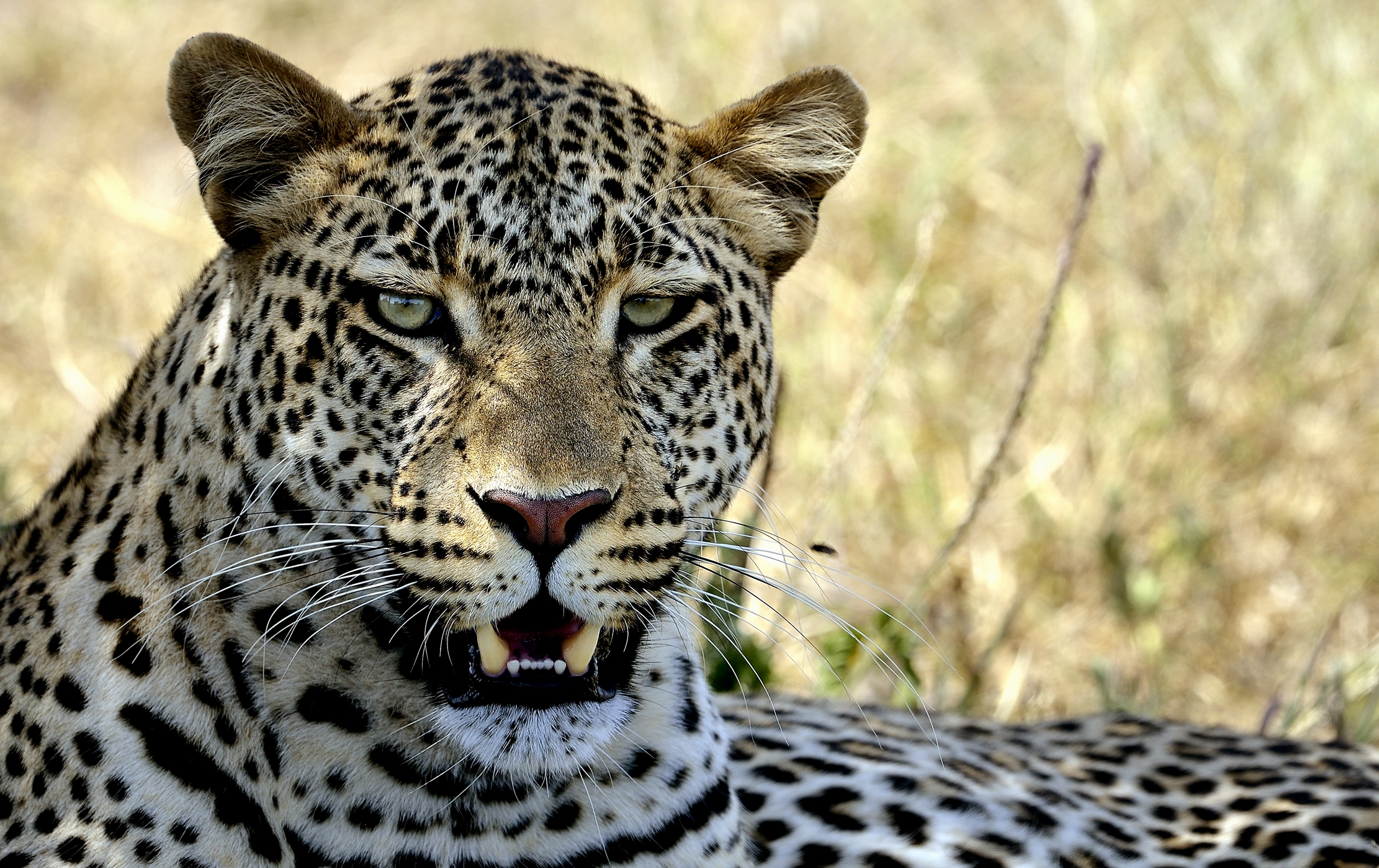 Tanzania 2015 - Primo piano