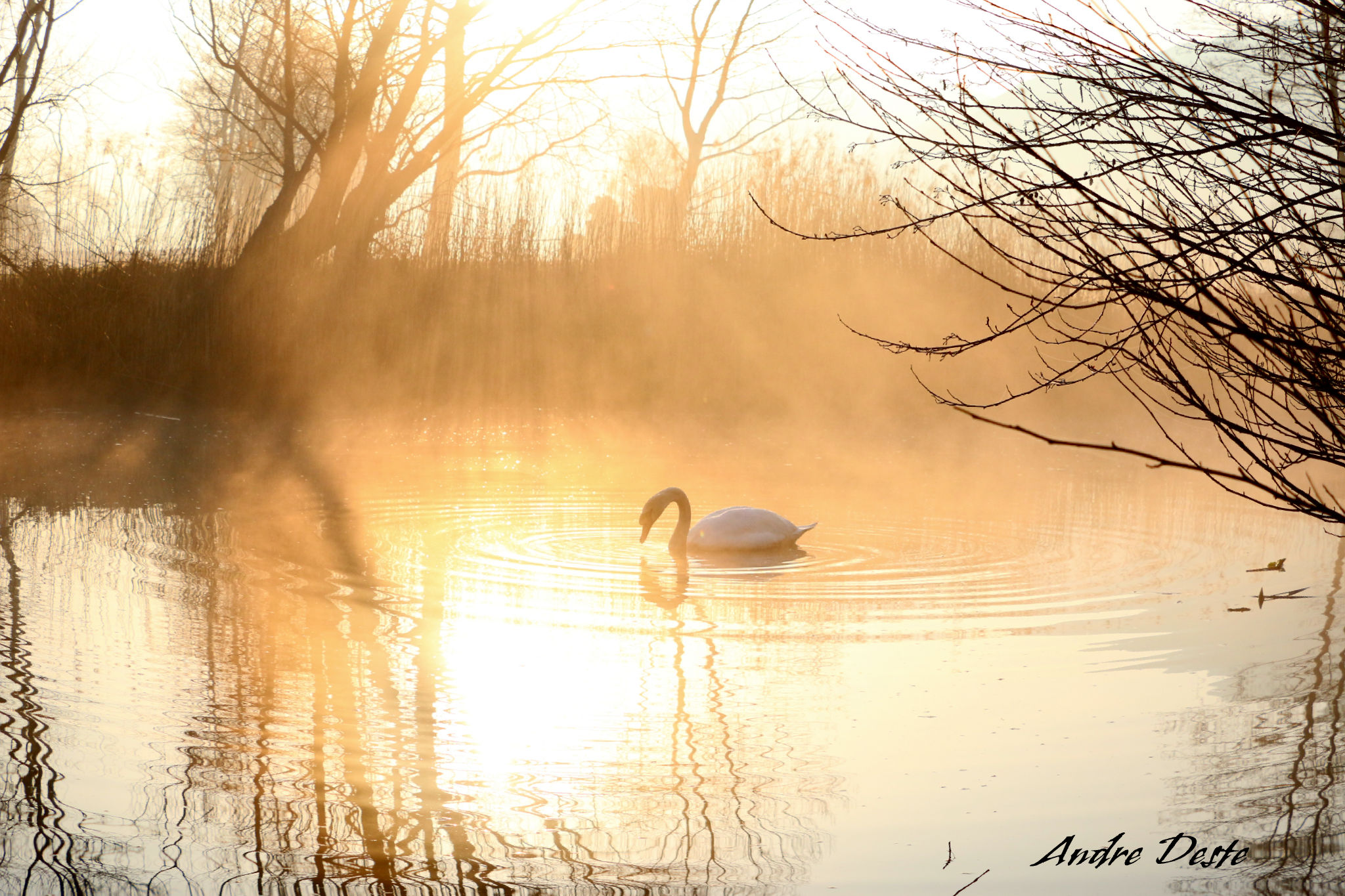 Alba among swans