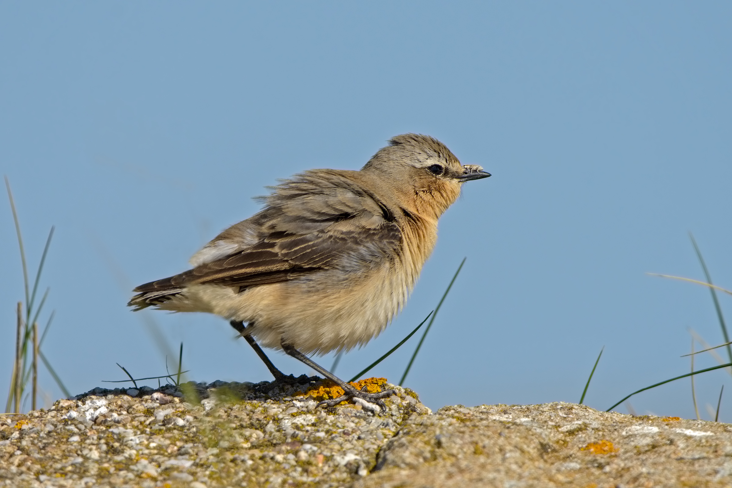 the wheatear and the weevil on -becco I beaks