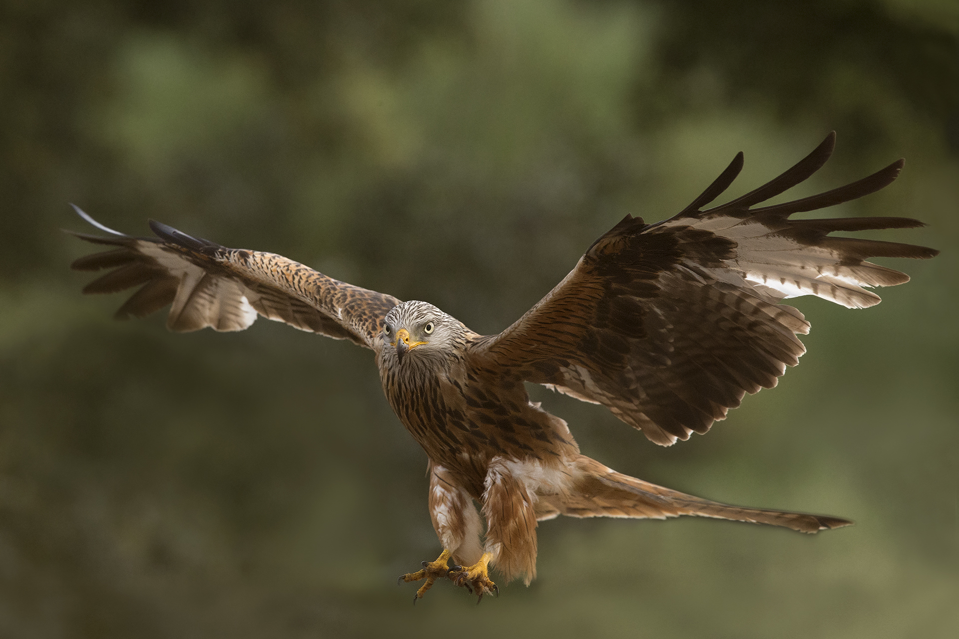 Nibbio reale Milvus milvus