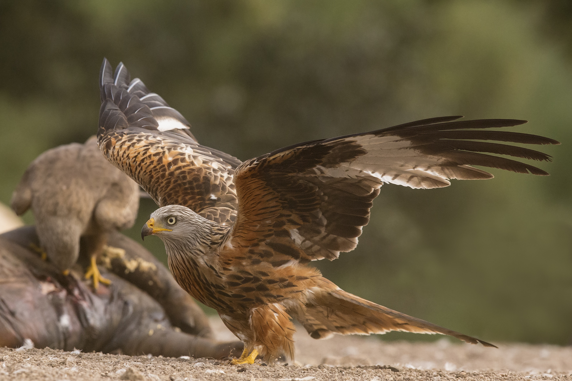 Nibbio reale Milvus milvus