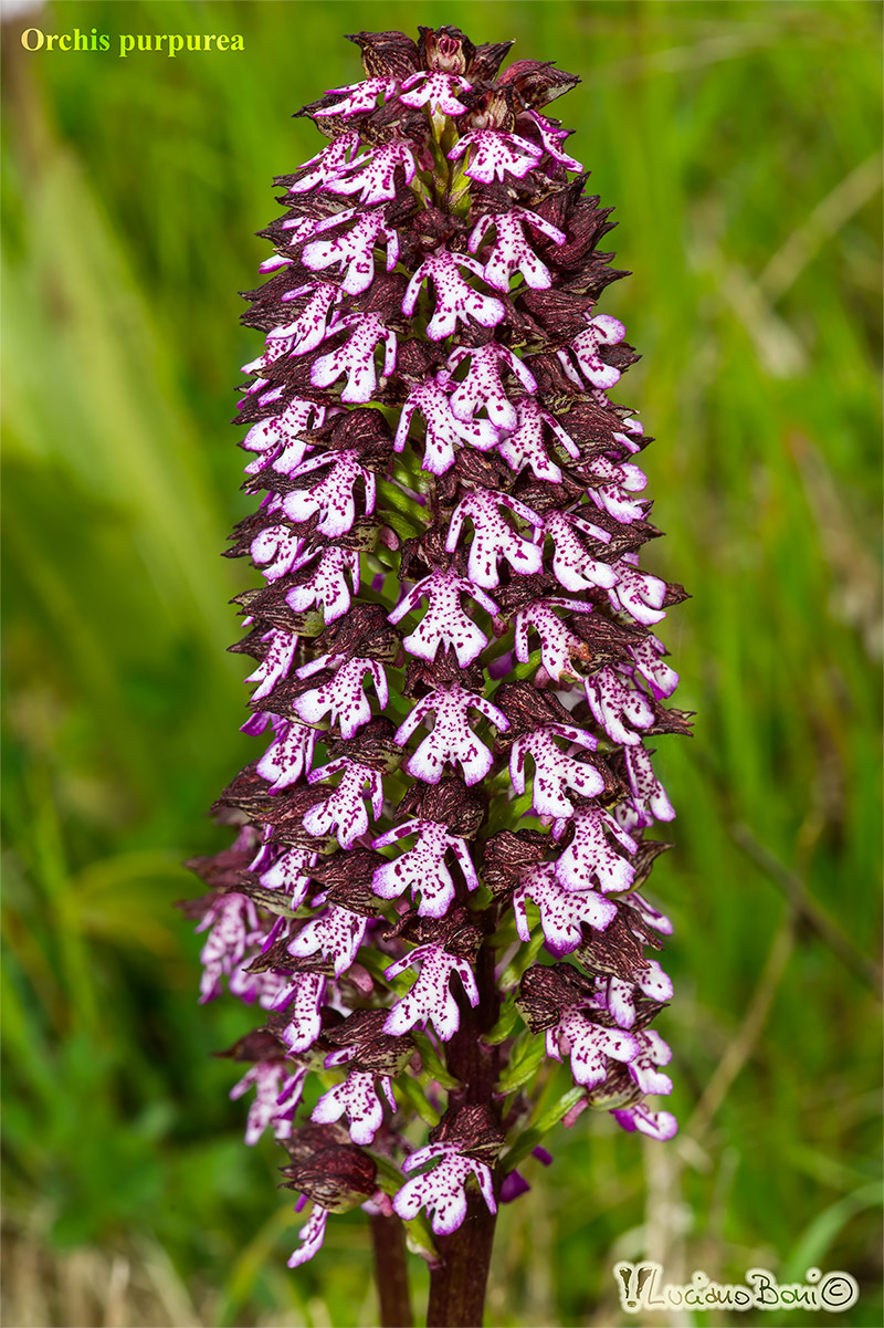 Orchis purpurea